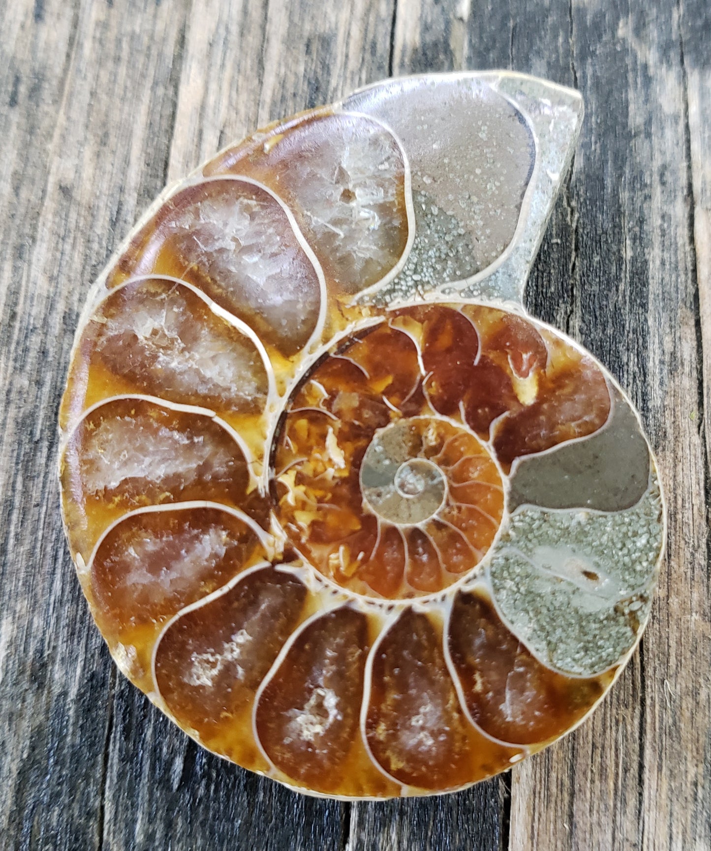 Fossilized Polished Ammonite with Flash in Case, UV Reactive, ItemFO121