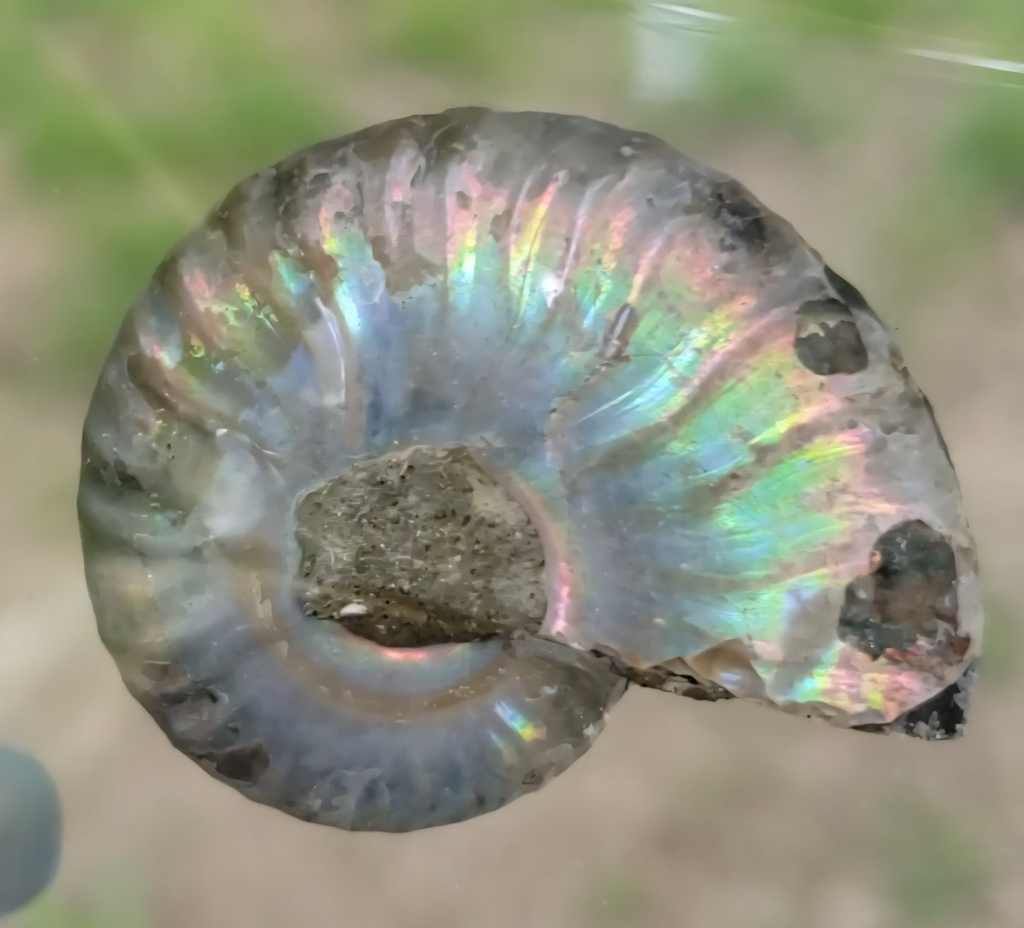 Fossilized Polished Ammonite with Flash in Case, UV Reactive, ItemFO122