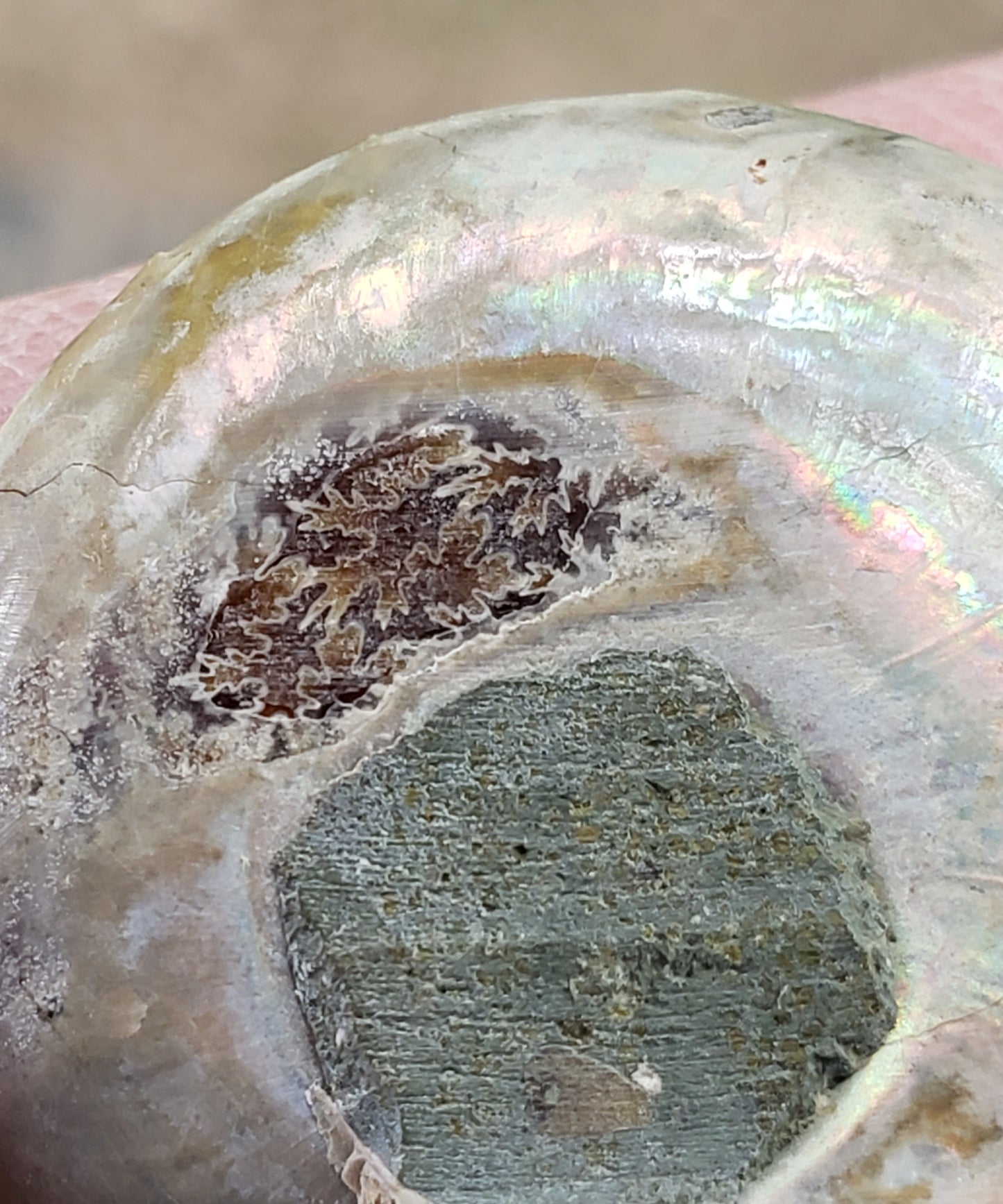 Fossilized Polished Ammonite with Flash in Case, UV Reactive, ItemFO126