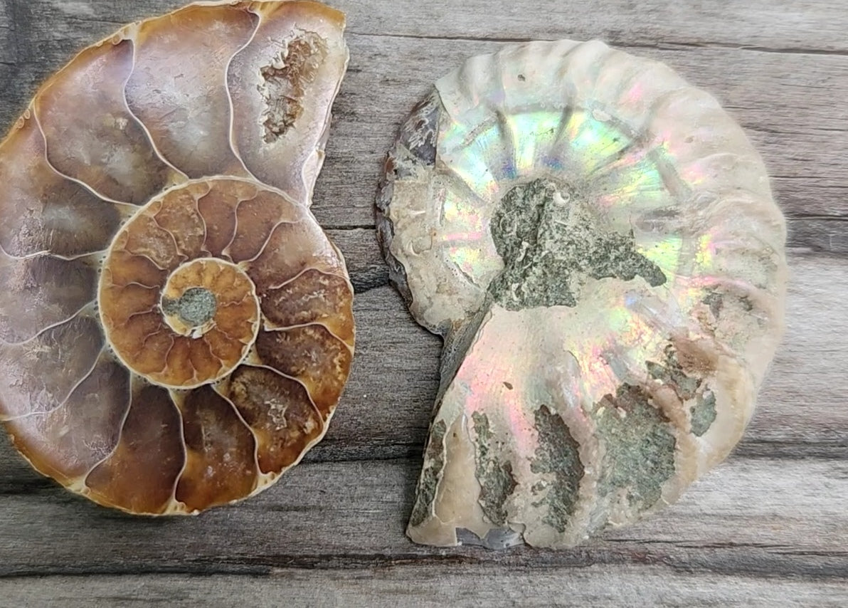 Fossilized Polished Ammonite with Flash in Case, UV Reactive, ItemFO116
