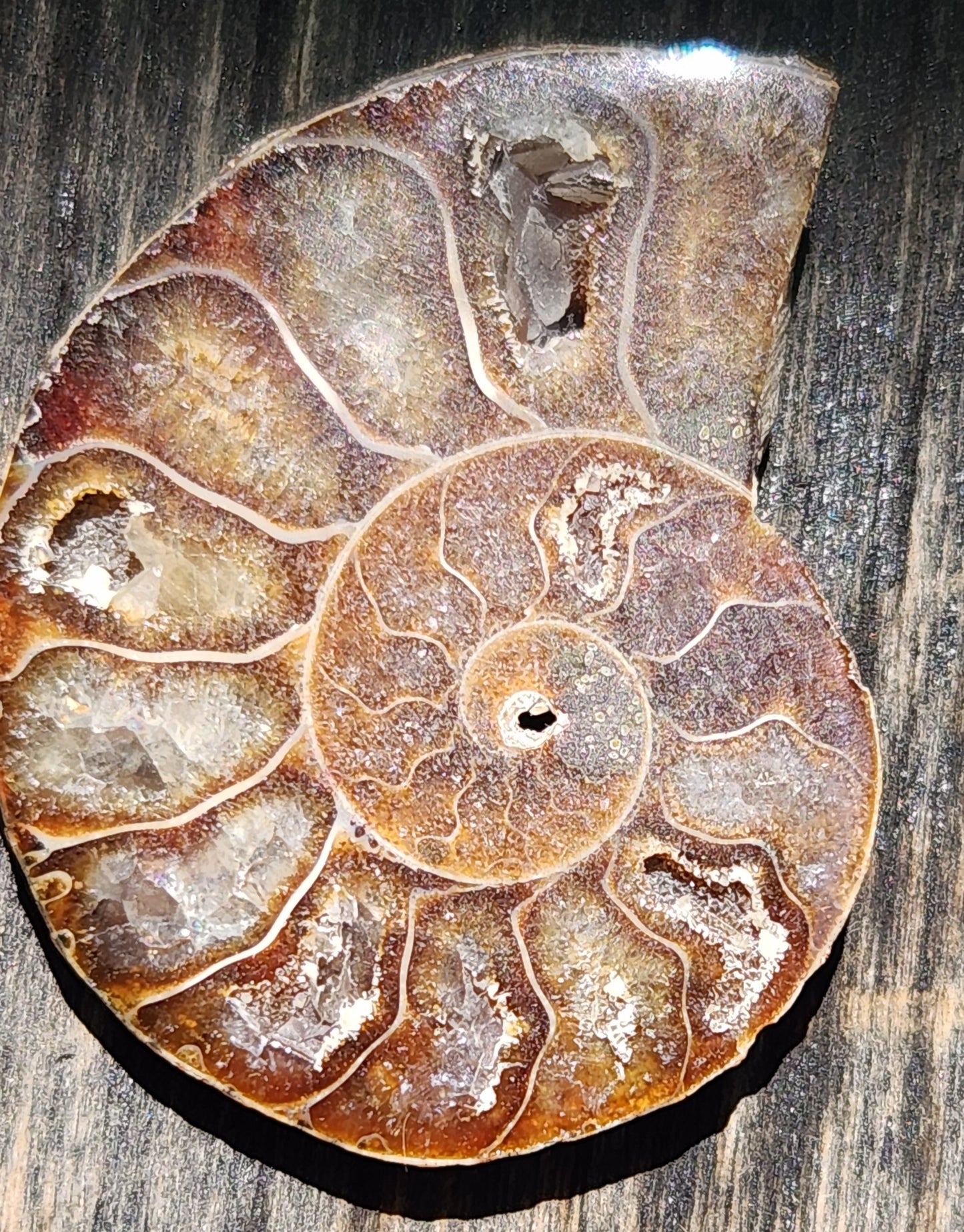 Fossilized Polished Ammonite with Flash in Case, UV Reactive, ItemFO120