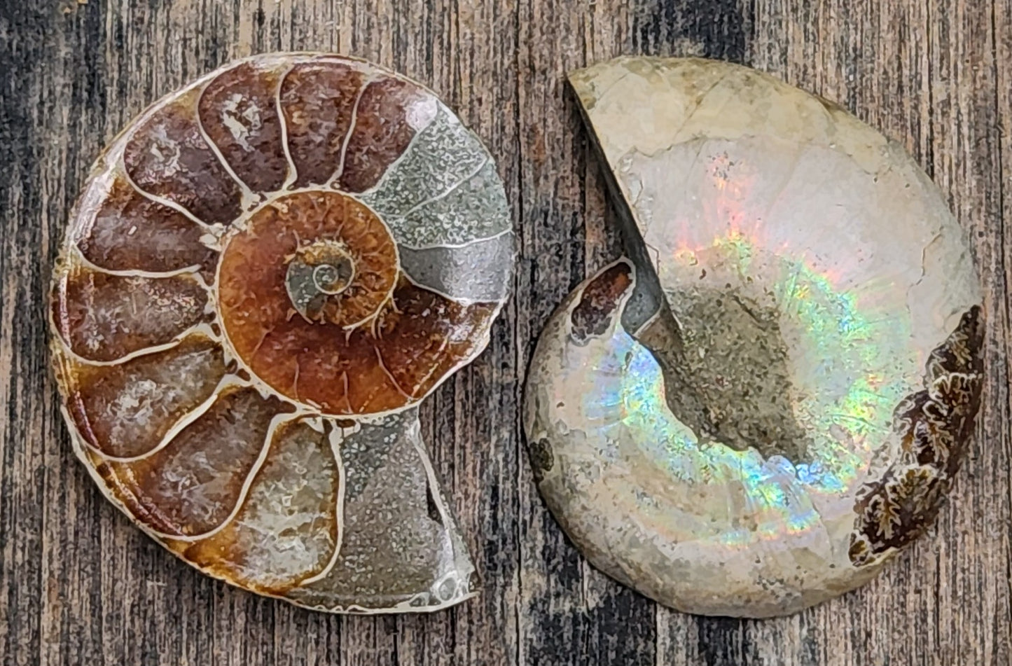 Fossilized Polished Ammonite with Flash in Case, UV Reactive, ItemFO121