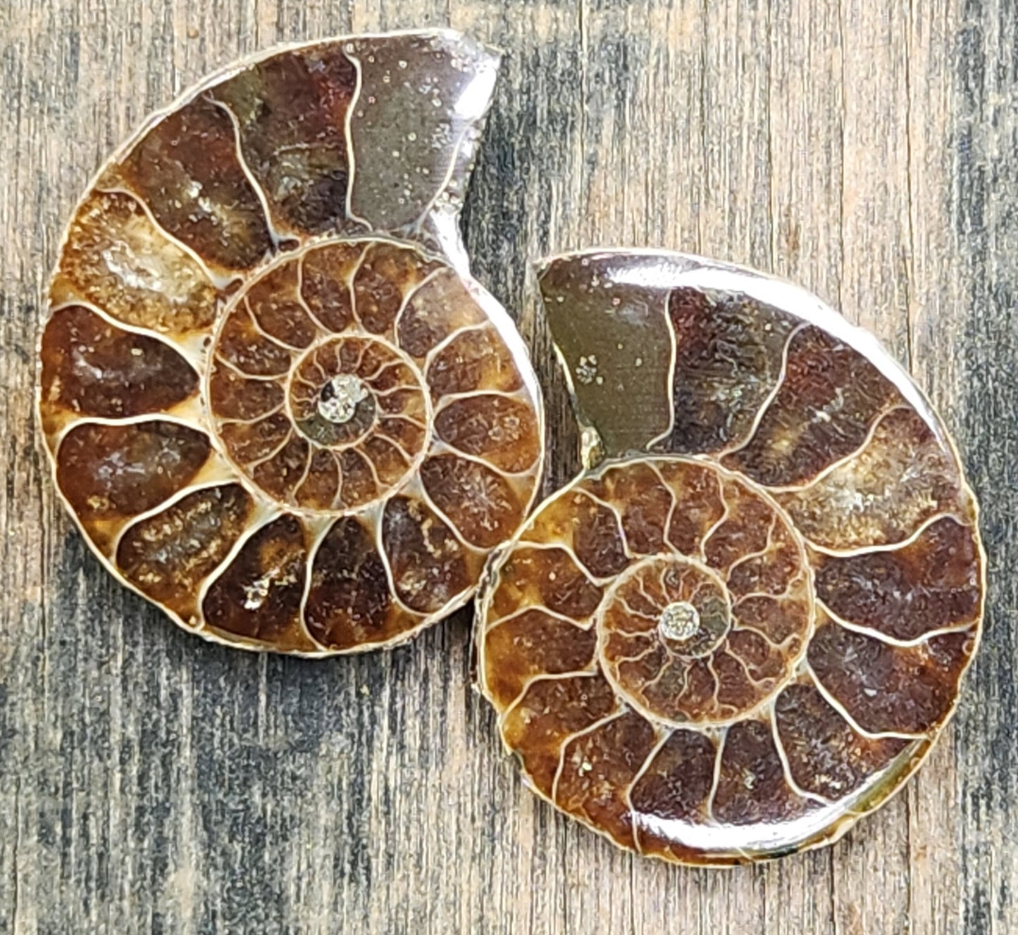 Fossilized Polished Ammonite with Flash in Case, UV Reactive, ItemFO125