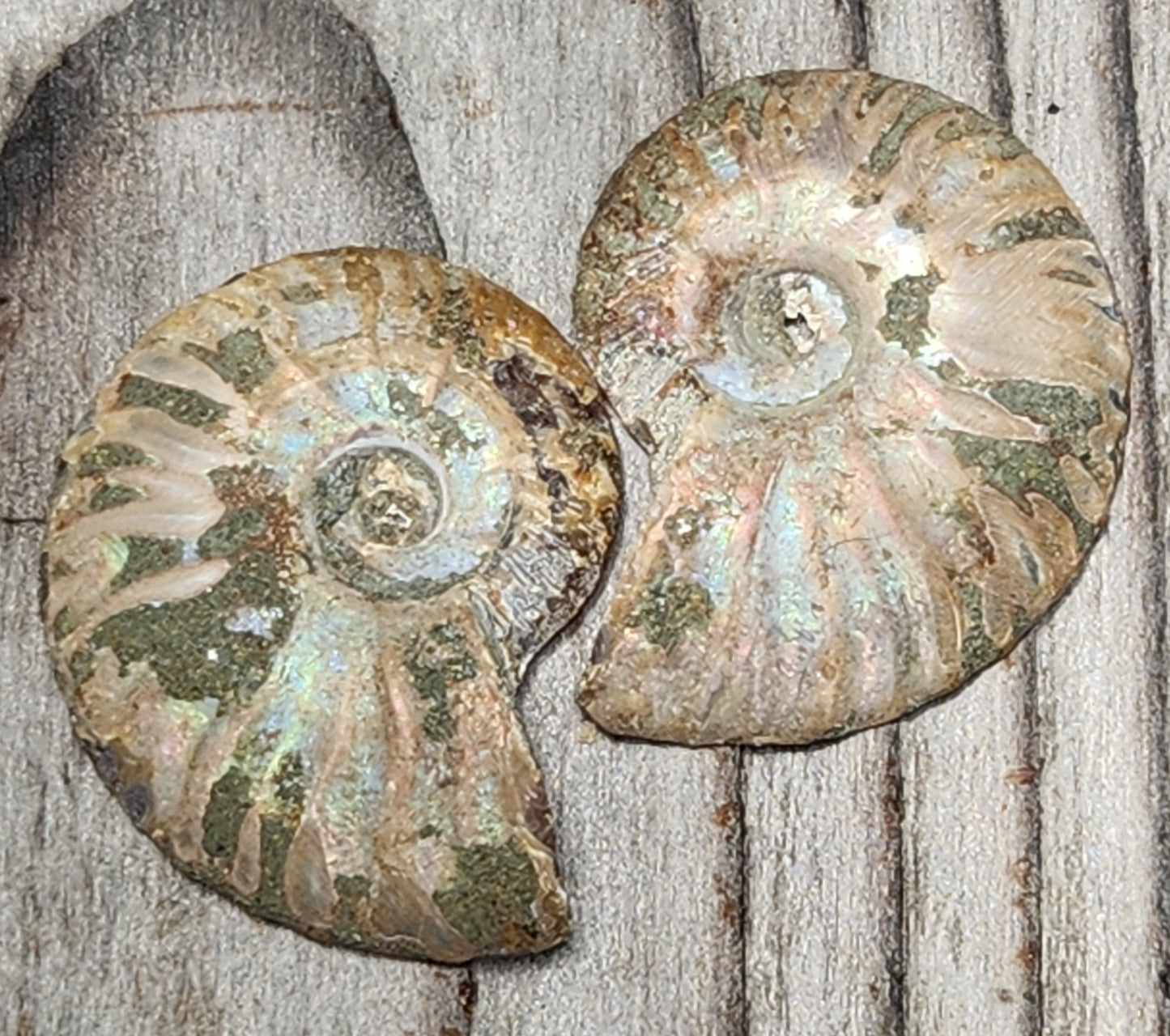Fossilized Polished Ammonite with Flash in Case, UV Reactive, ItemFO127