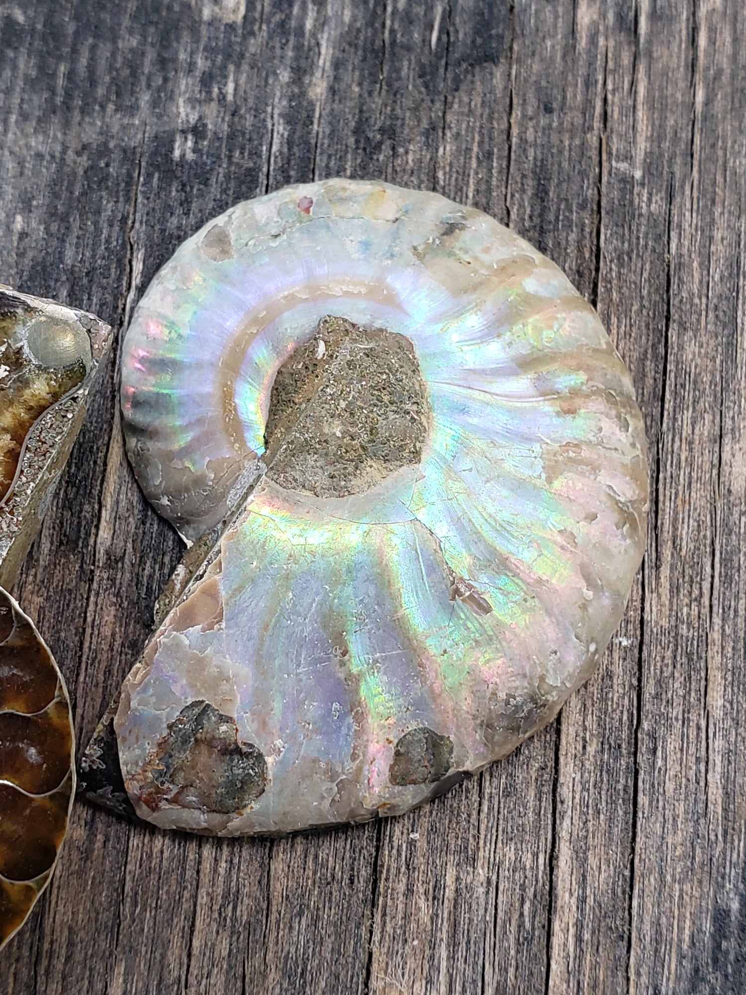 Fossils
