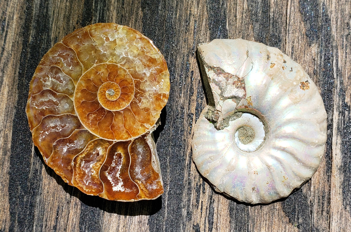 Fossilized Polished Ammonite with Flash in Case, UV Reactive, ItemFO112