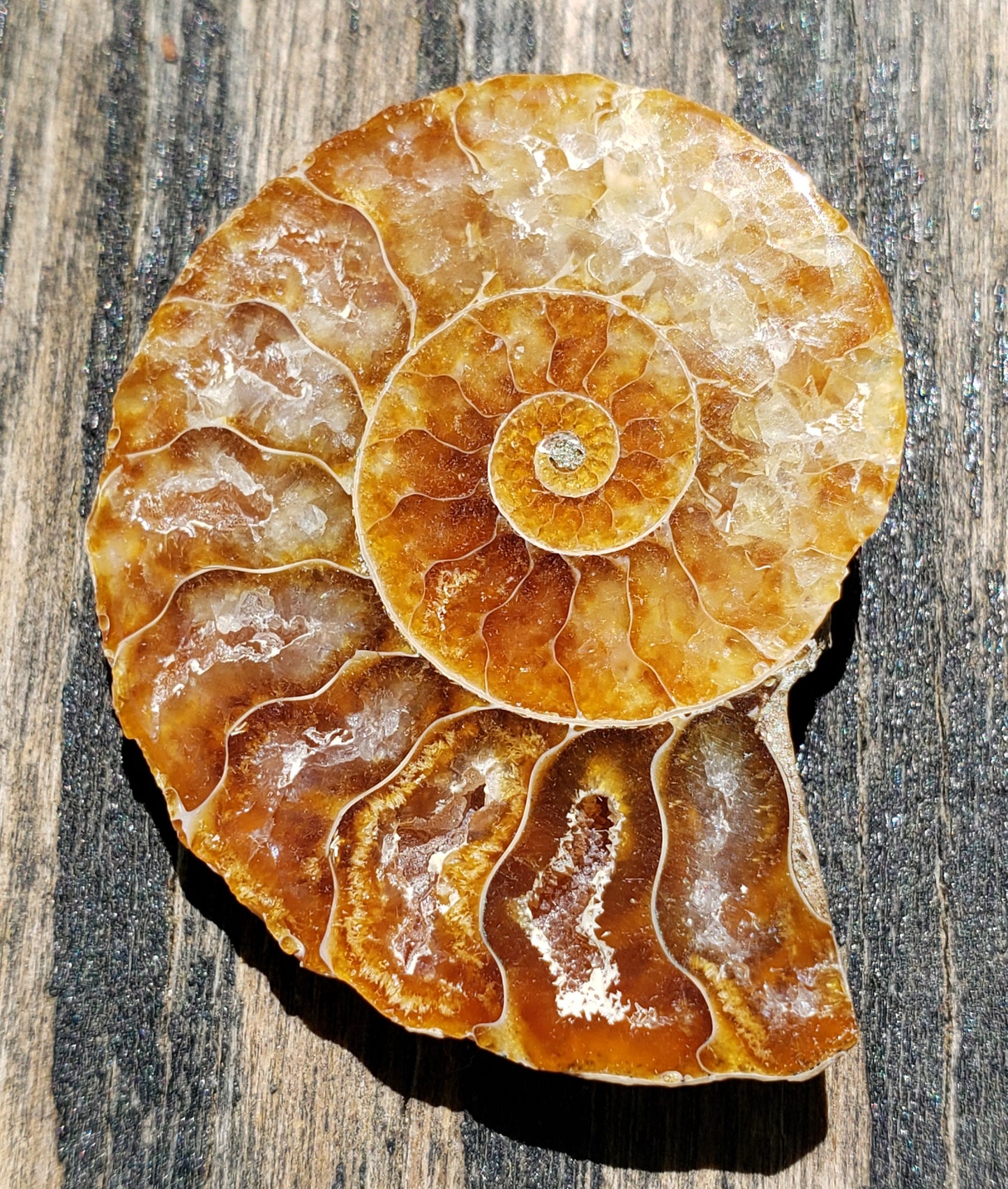 Fossilized Polished Ammonite with Flash in Case, UV Reactive, ItemFO112