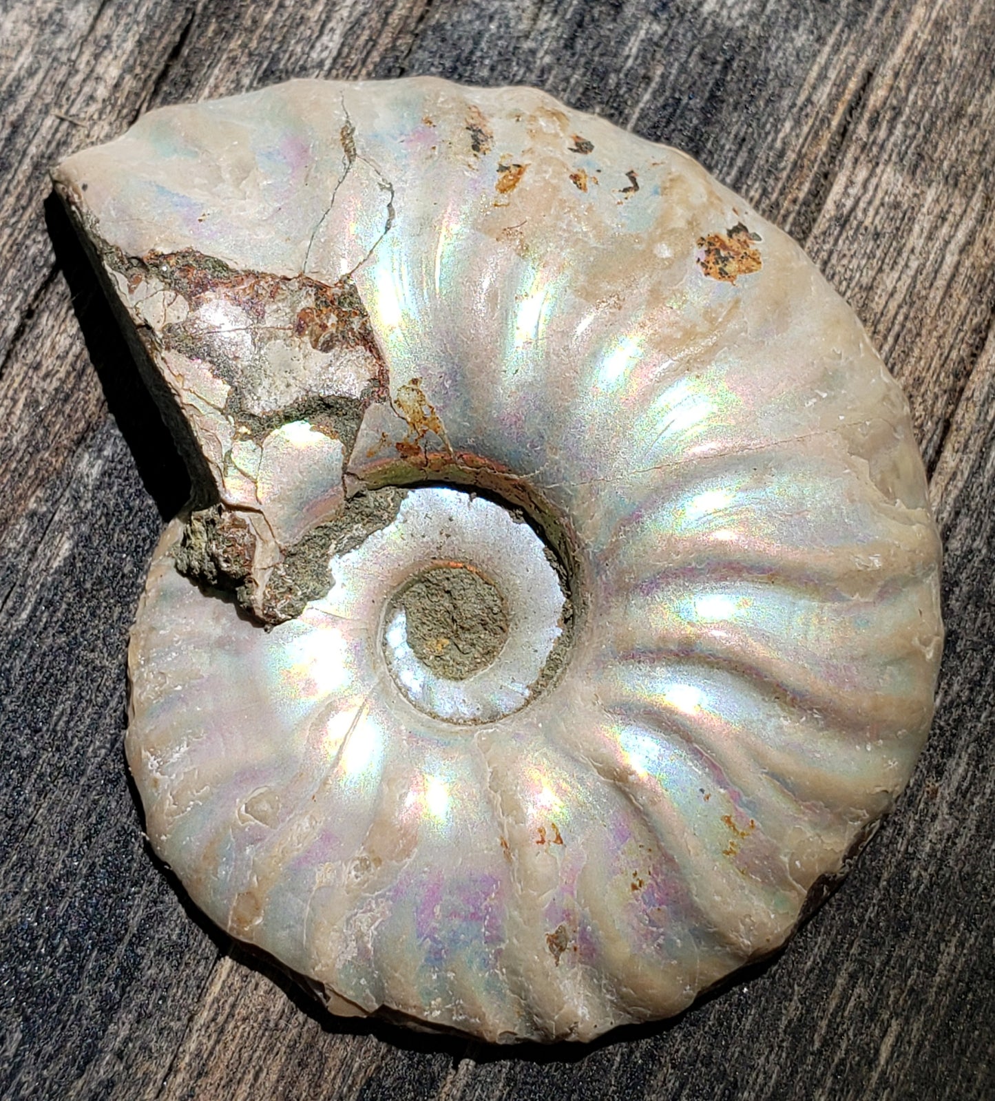 Fossilized Polished Ammonite with Flash in Case, UV Reactive, ItemFO112