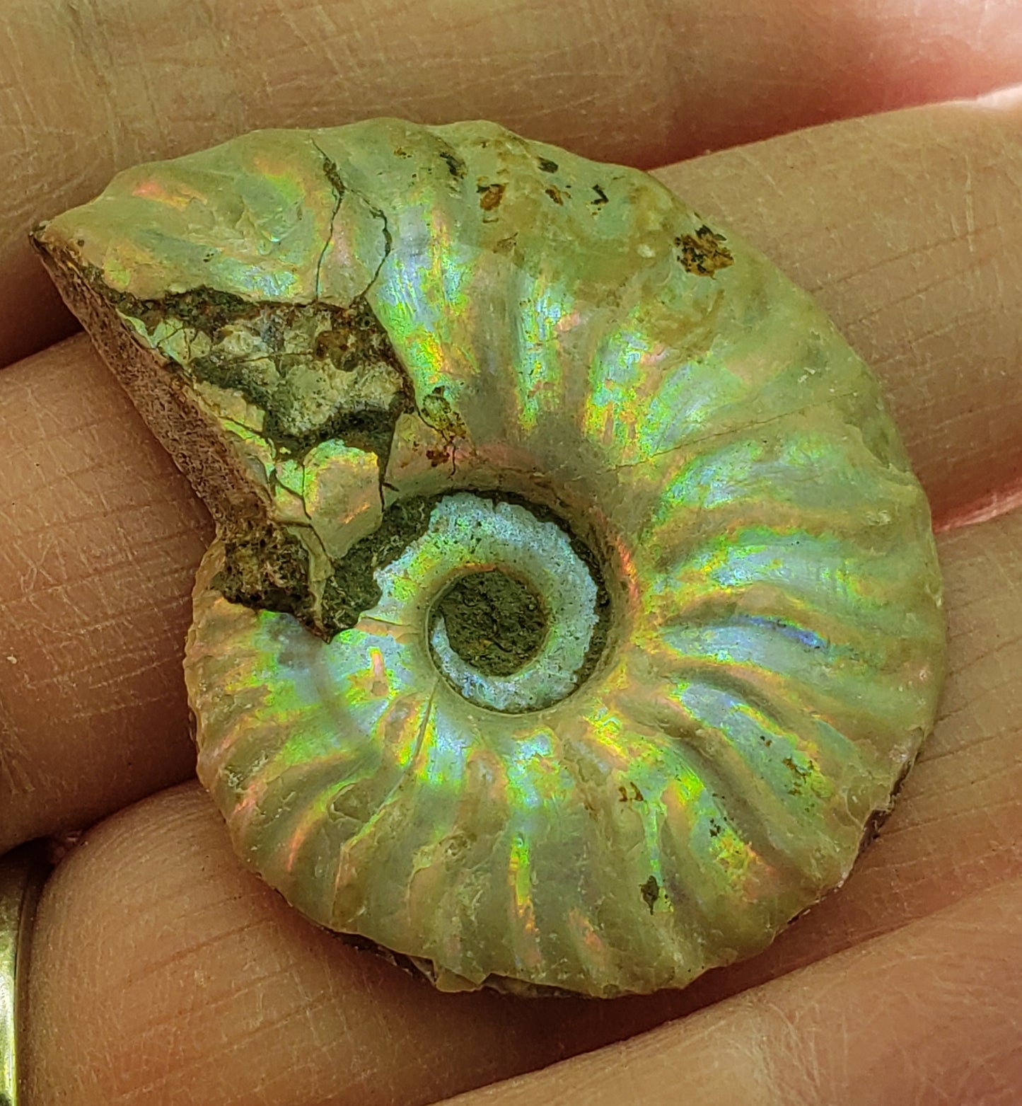 Fossilized Polished Ammonite with Flash in Case, UV Reactive, ItemFO112