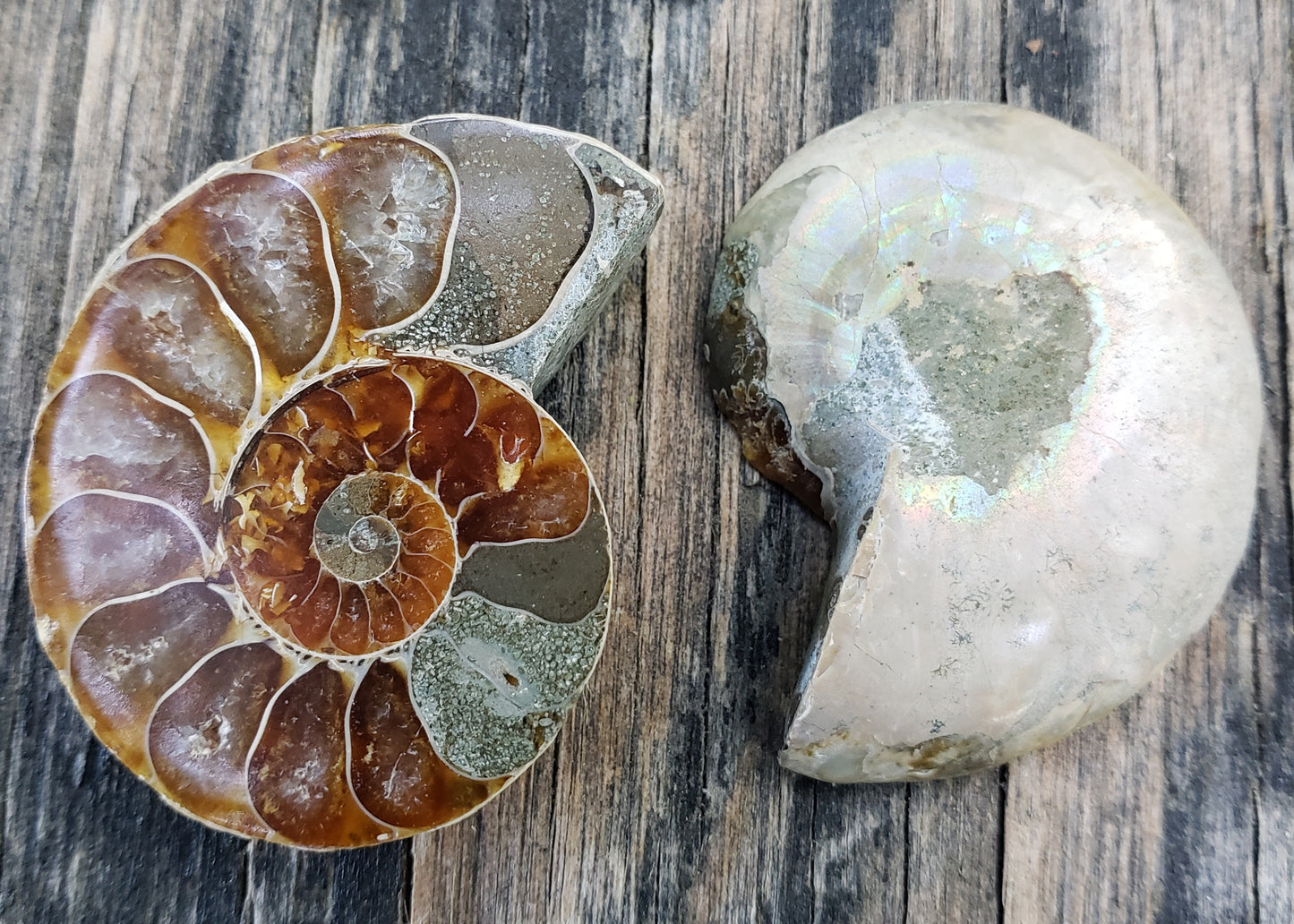 Fossilized Polished Ammonite with Flash in Case, UV Reactive, ItemFO121