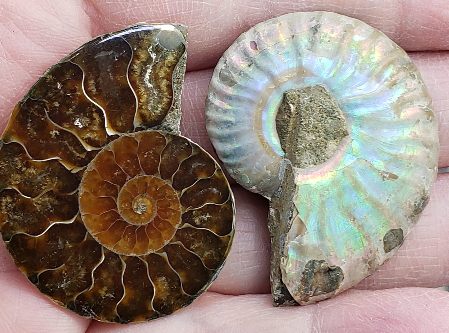 Fossilized Polished Ammonite with Flash in Case, UV Reactive, ItemFO122