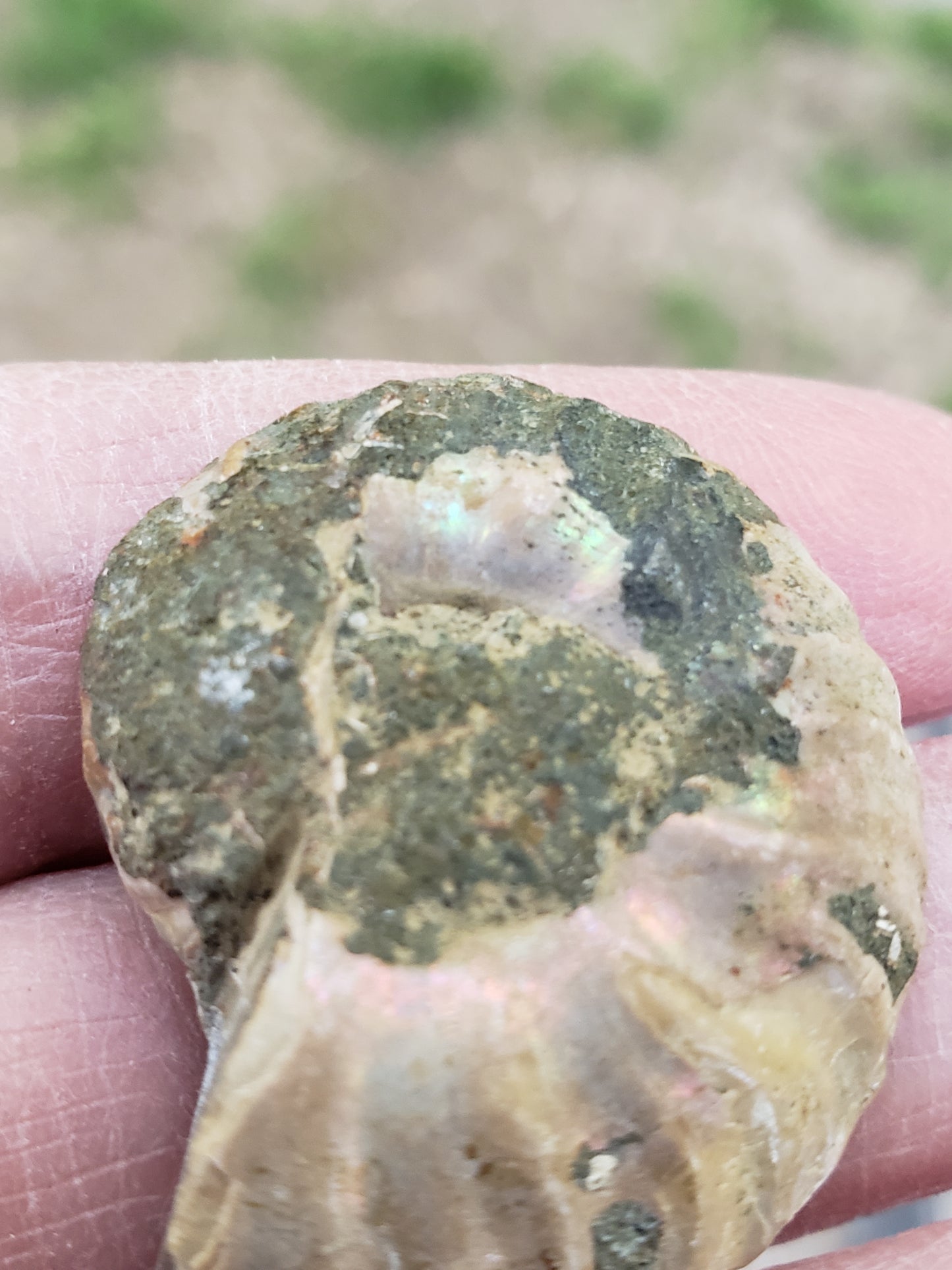 Fossilized Polished Ammonite with Flash in Case, UV Reactive, ItemFO124