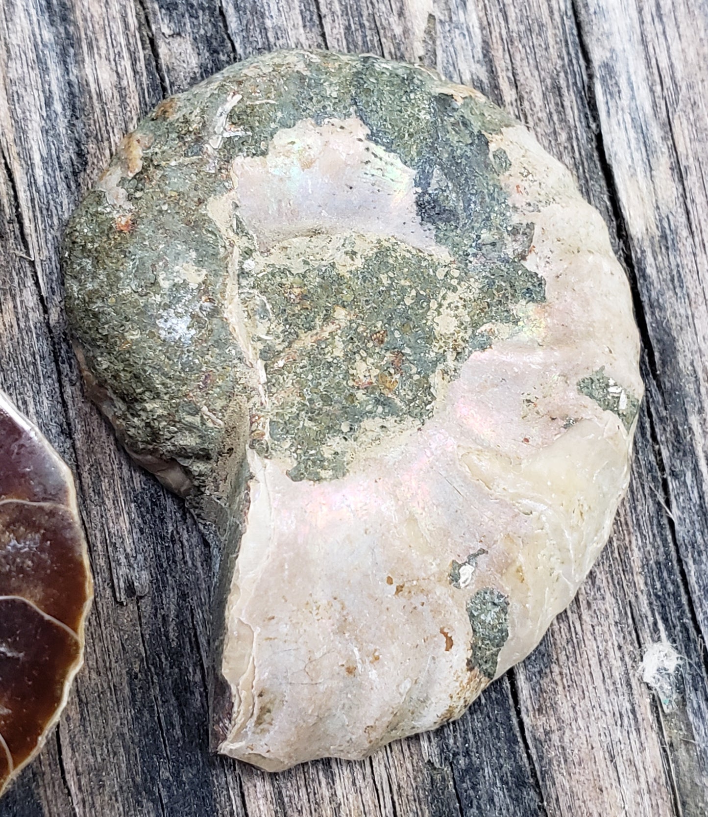 Fossilized Polished Ammonite with Flash in Case, UV Reactive, ItemFO124