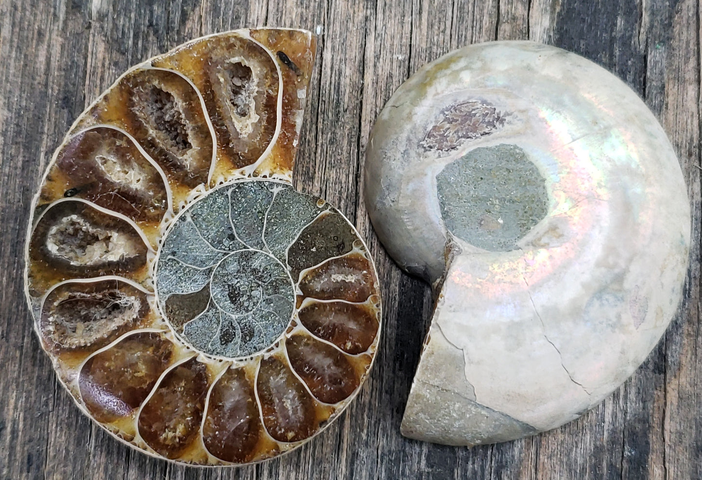 Fossilized Polished Ammonite with Flash in Case, UV Reactive, ItemFO126