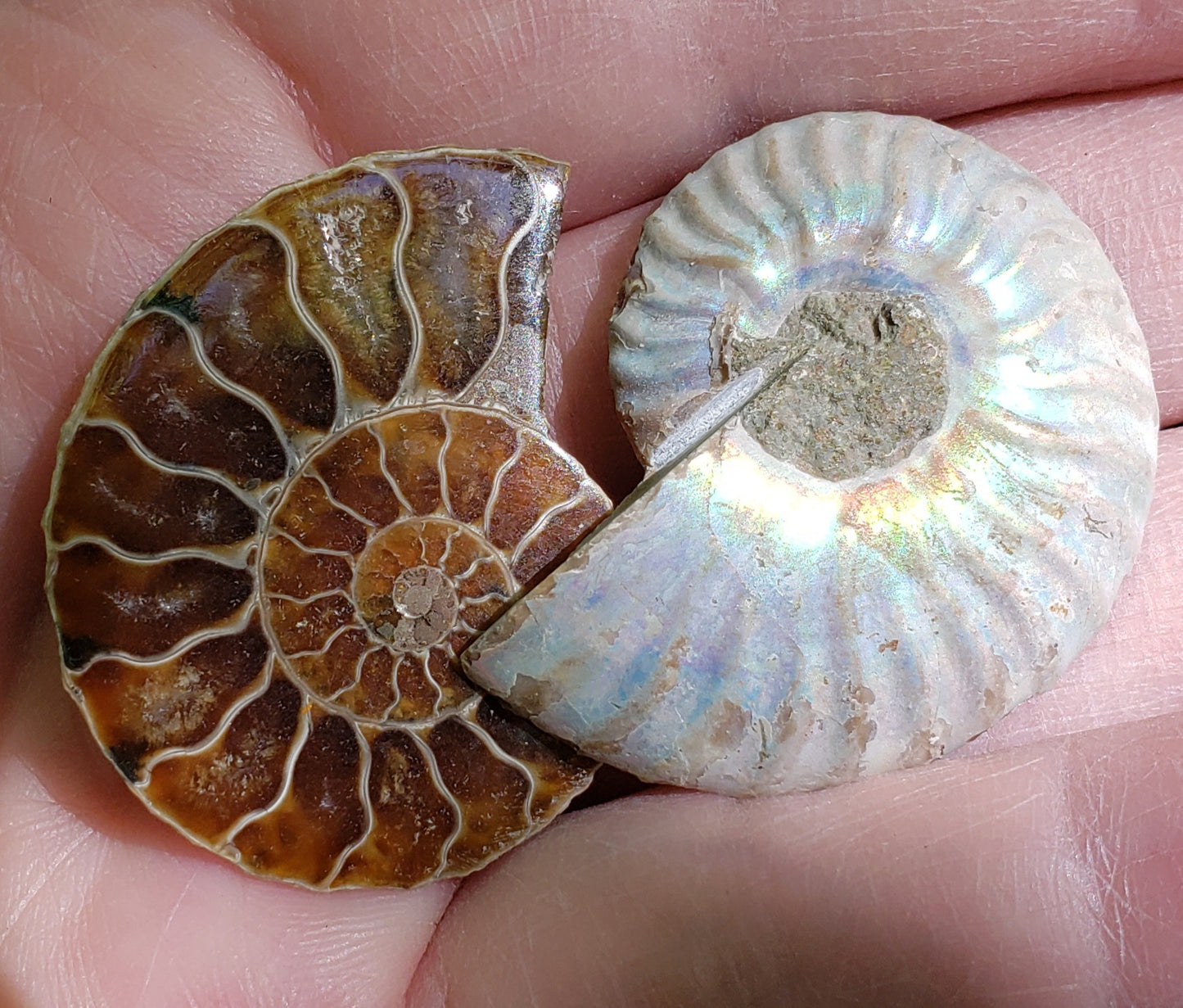 Fossilized Polished Ammonite with Flash in Case, UV Reactive, ItemFO114