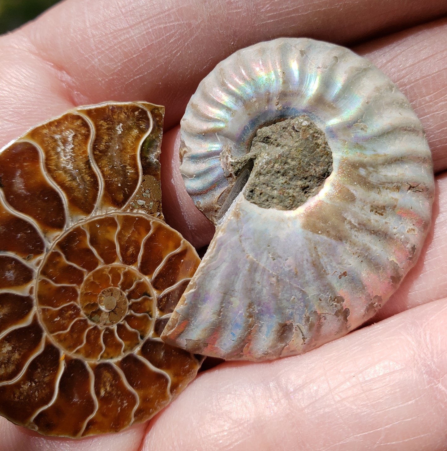 Fossilized Polished Ammonite with Flash in Case, UV Reactive, ItemFO114