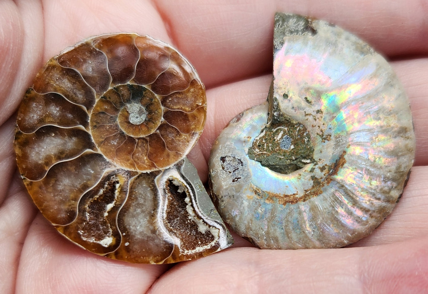 Fossilized Polished Ammonite with Flash in Case, UV Reactive, ItemFO117