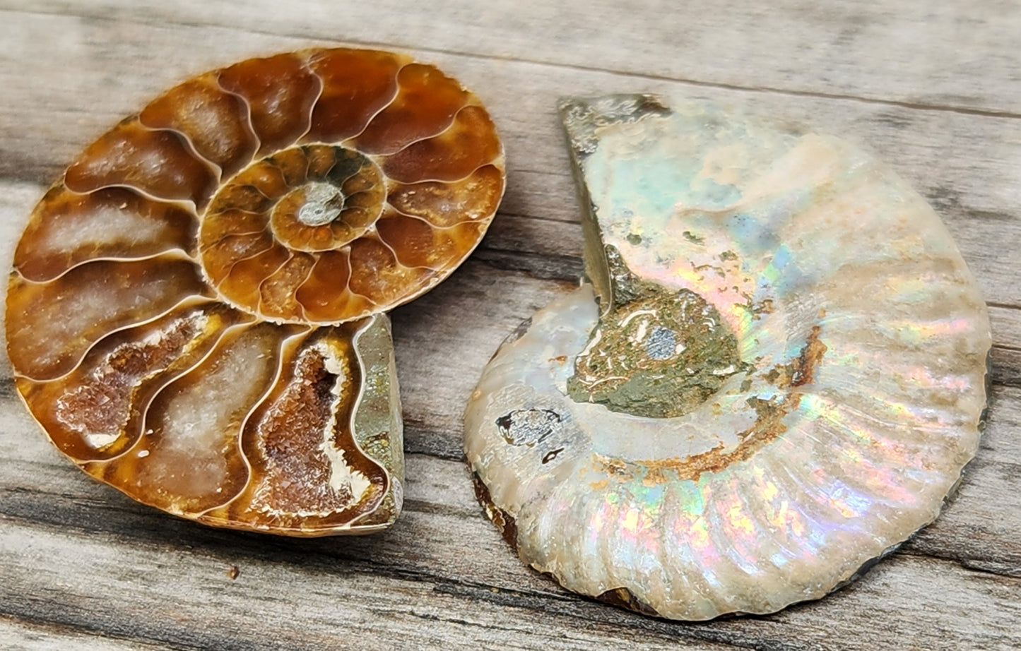 Fossilized Polished Ammonite with Flash in Case, UV Reactive, ItemFO117