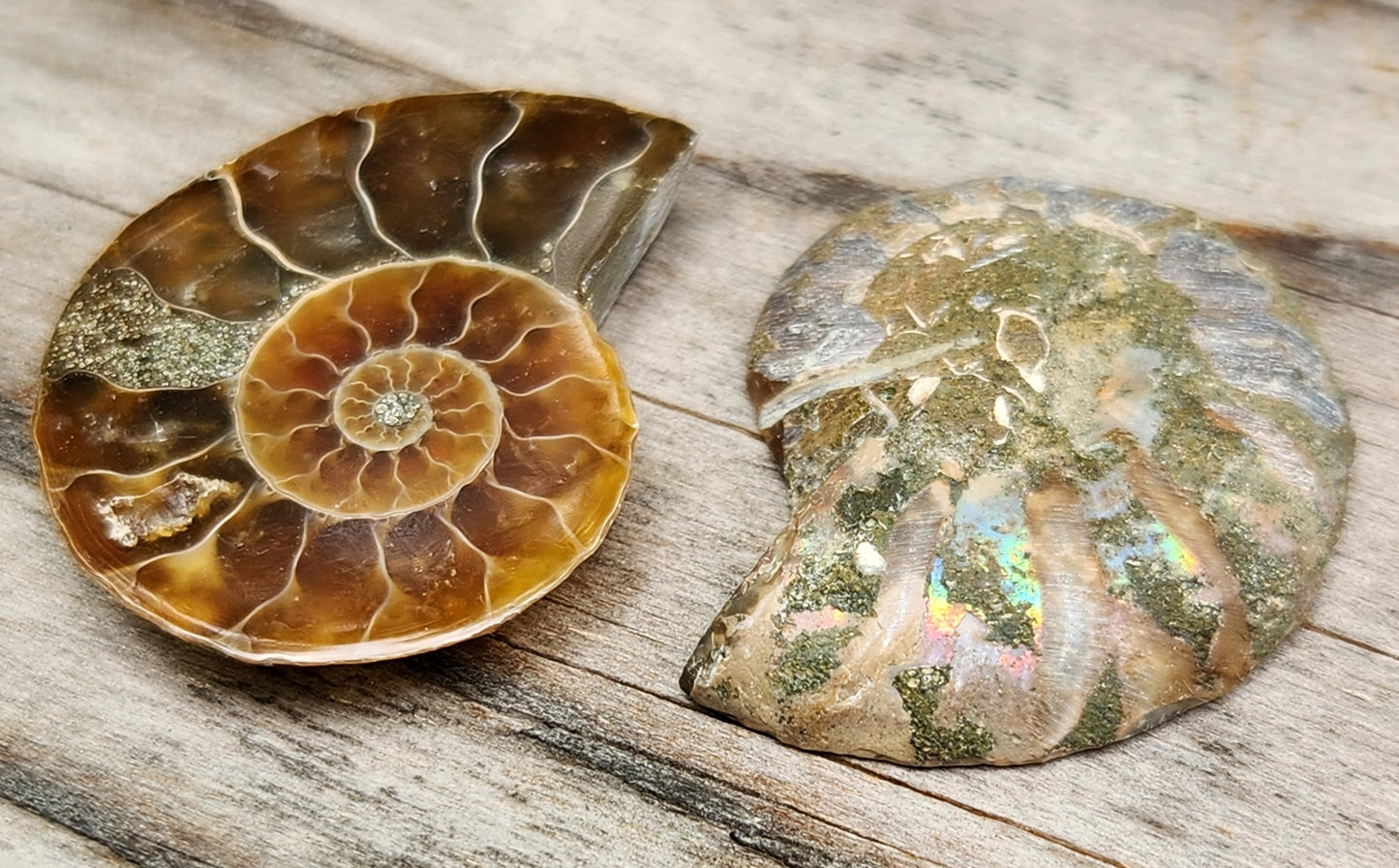 Fossilized Polished Ammonite with Flash in Case, UV Reactive, ItemFO118