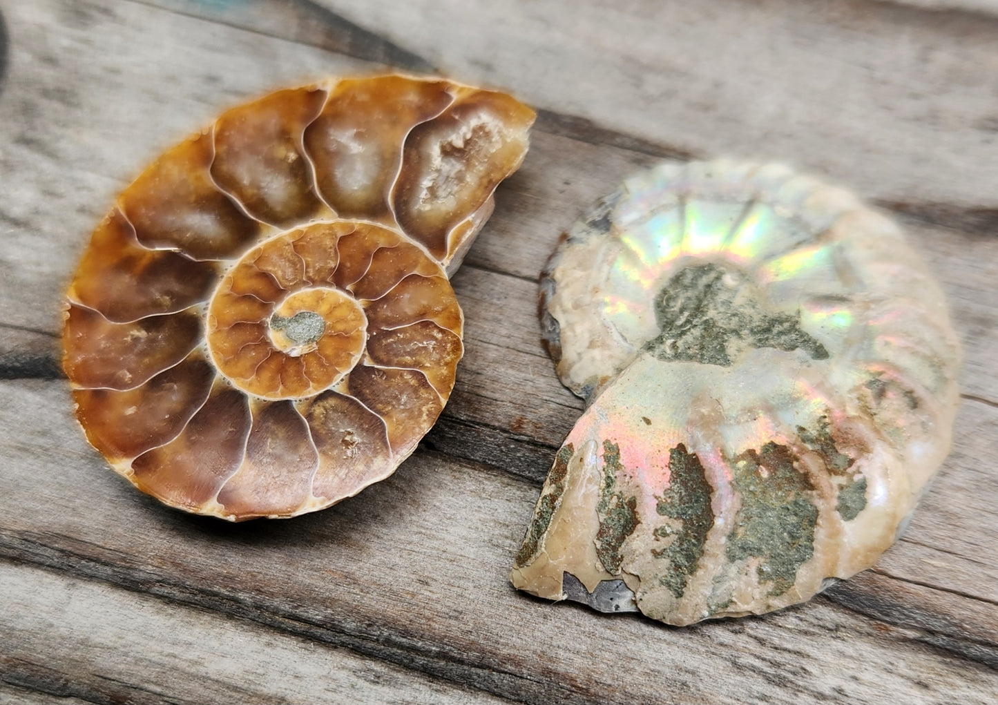 Fossilized Polished Ammonite with Flash in Case, UV Reactive, ItemFO116