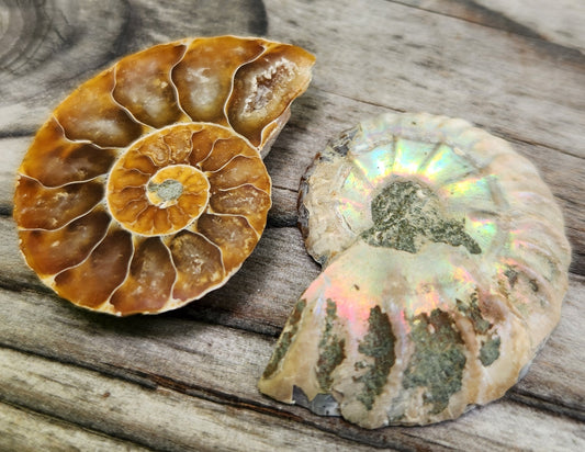 Fossilized Polished Ammonite with Flash in Case, UV Reactive, ItemFO116
