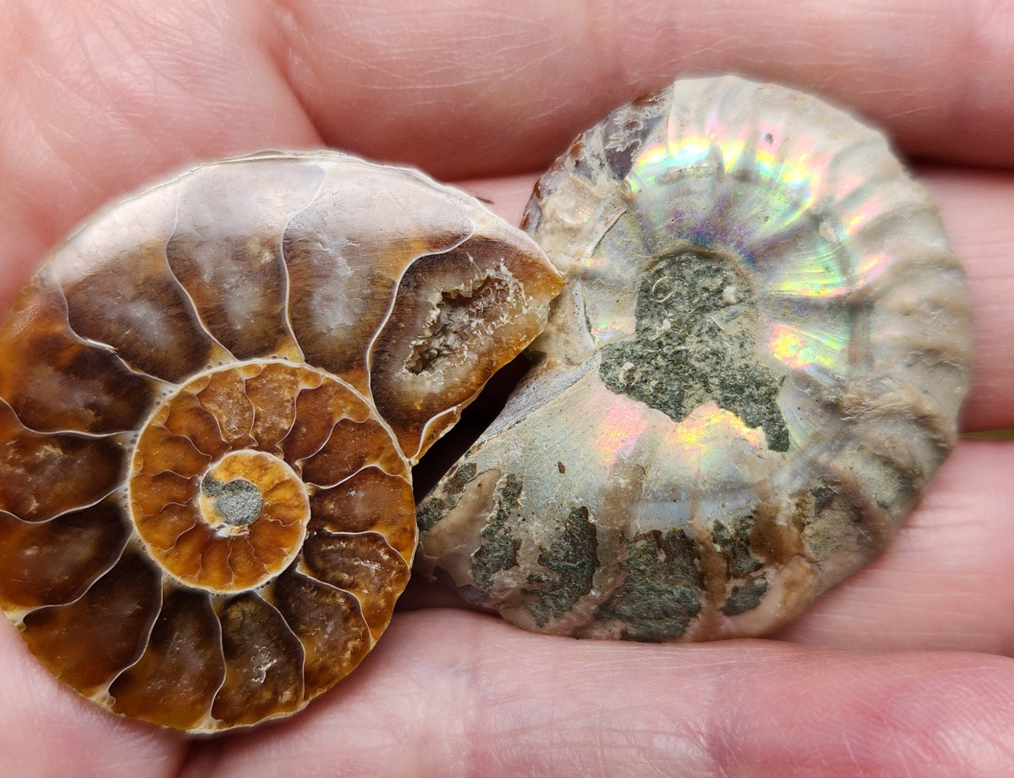 Fossilized Polished Ammonite with Flash in Case, UV Reactive, ItemFO116