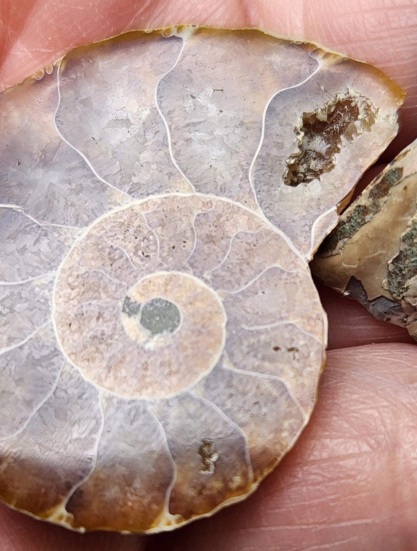 Fossilized Polished Ammonite with Flash in Case, UV Reactive, ItemFO116