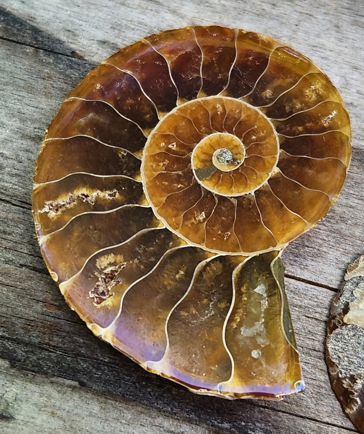 Fossilized Polished Ammonite with Flash in Case, UV Reactive, ItemFO115