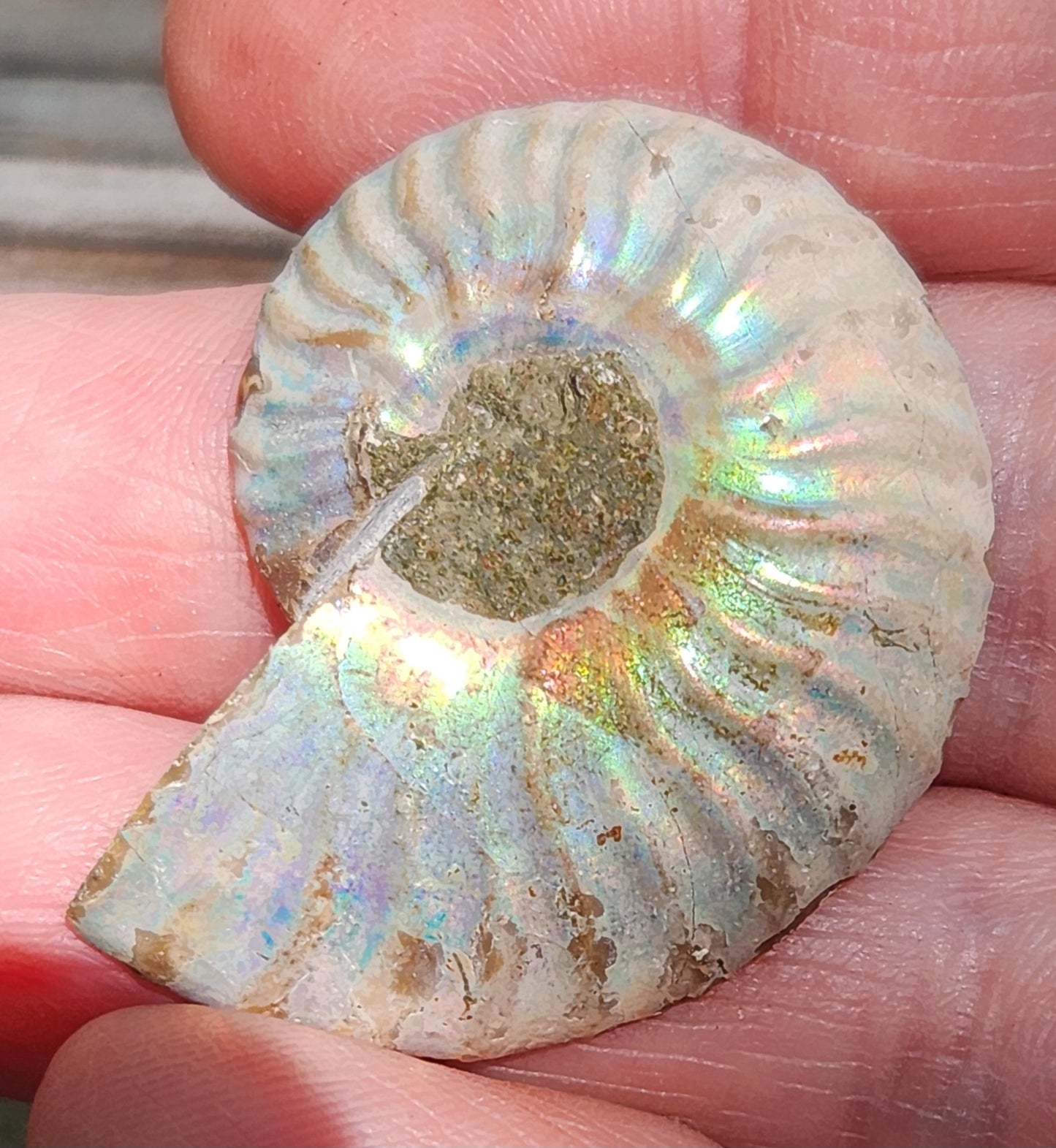 Fossilized Polished Ammonite with Flash in Case, UV Reactive, ItemFO114