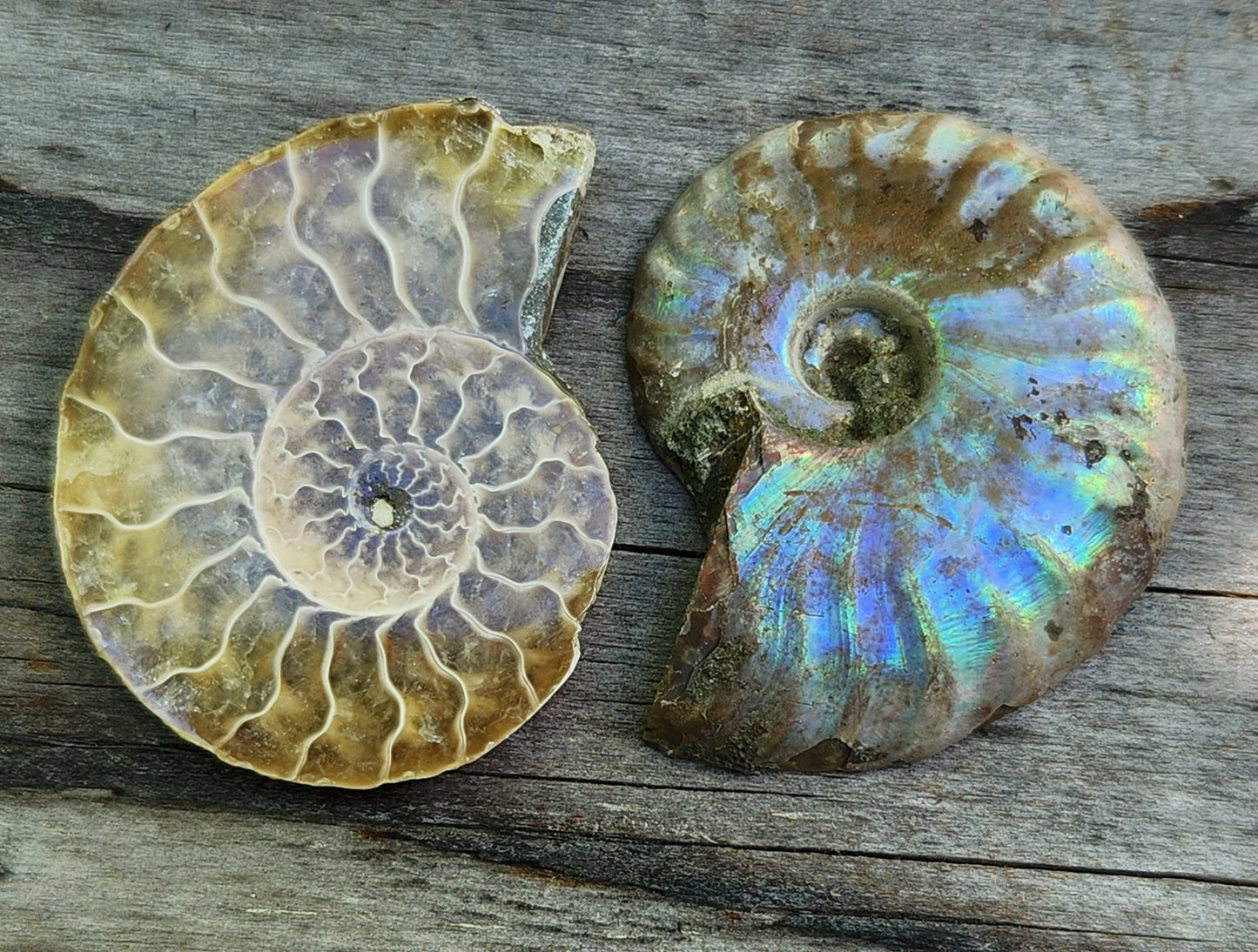 Fossilized Polished Ammonite with Flash in Case, UV Reactive, ItemFO113