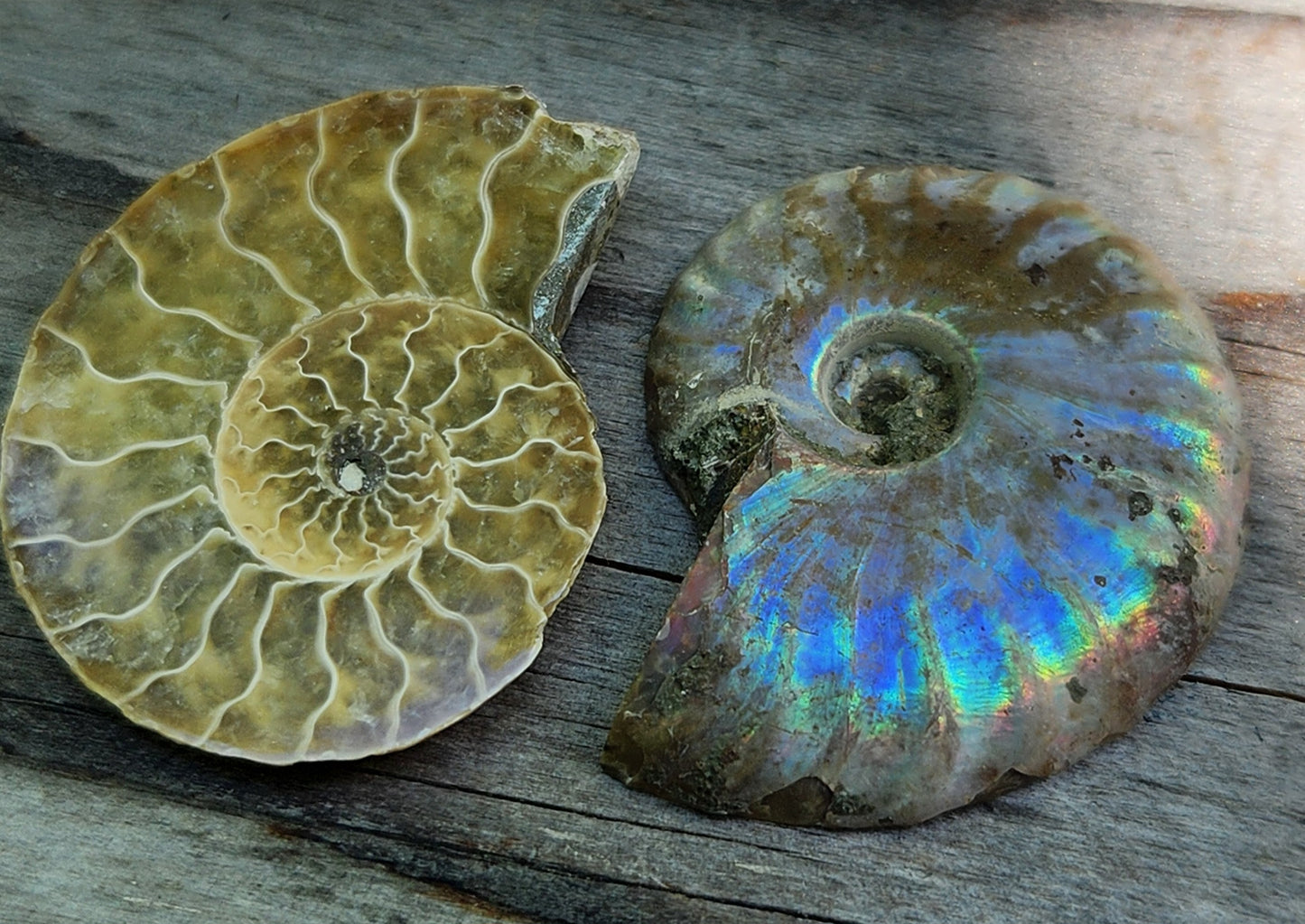 Fossilized Polished Ammonite with Flash in Case, UV Reactive, ItemFO113