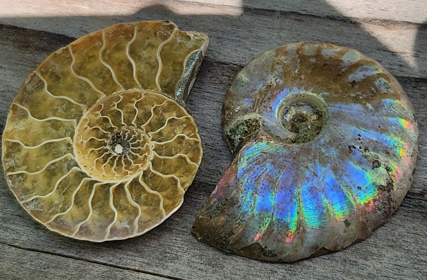 Fossilized Polished Ammonite with Flash in Case, UV Reactive, ItemFO113
