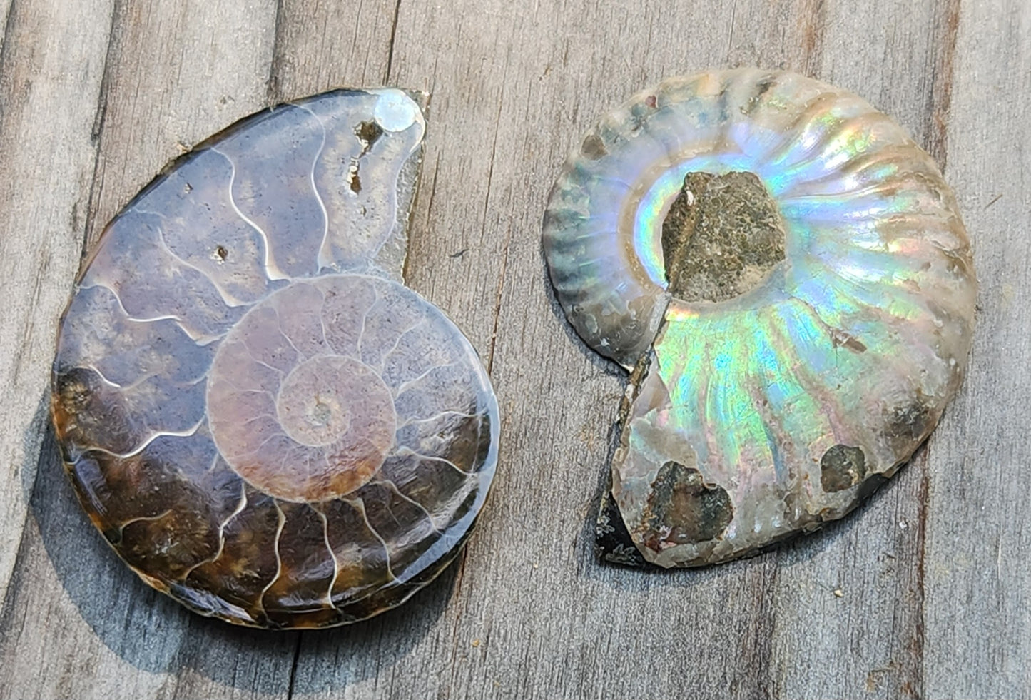 Fossilized Polished Ammonite with Flash in Case, UV Reactive, ItemFO122