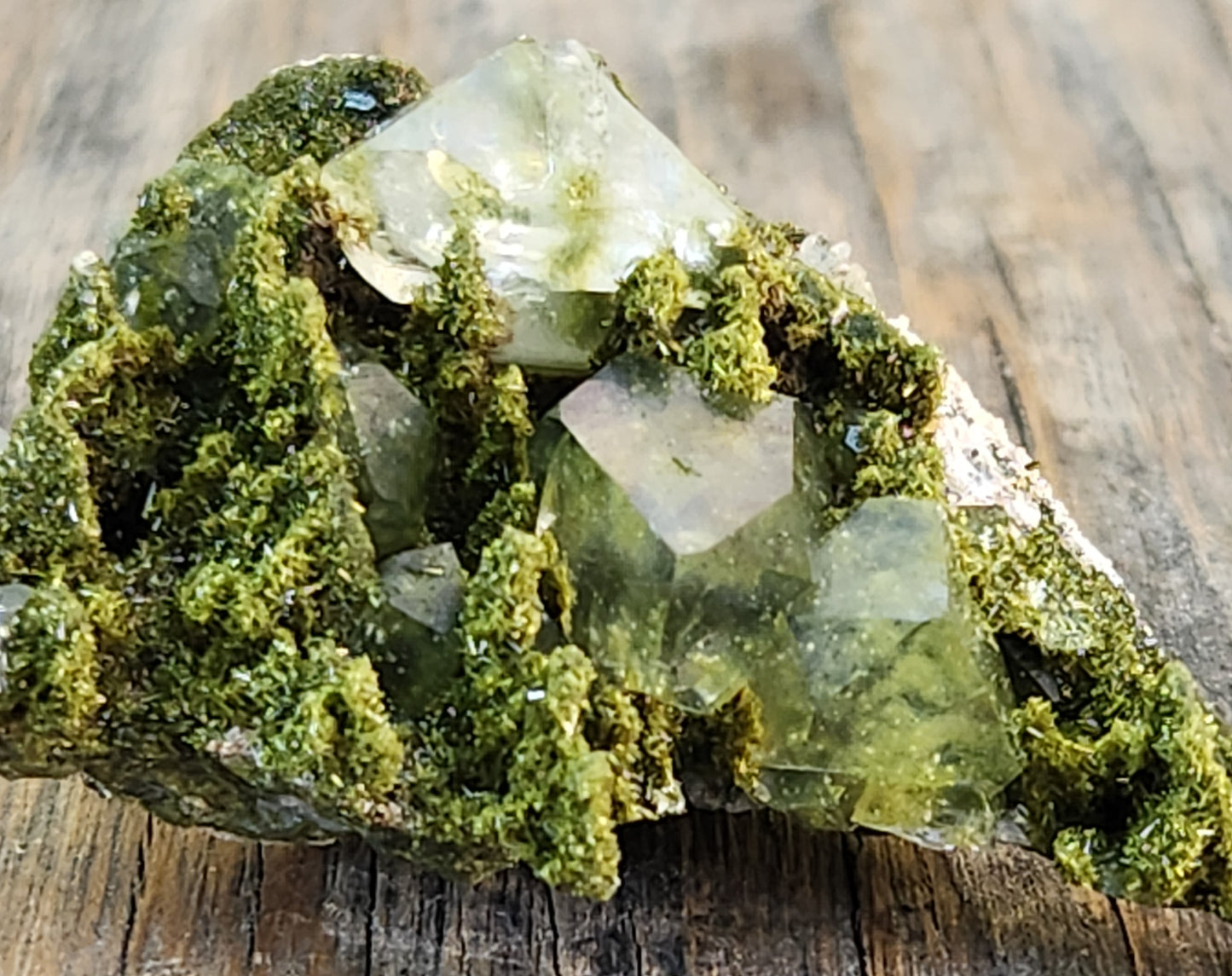 High Grade Forest Epidote with Quartz (Fairy Forest Epidote) - Hakkari, Turkey ItemSP456