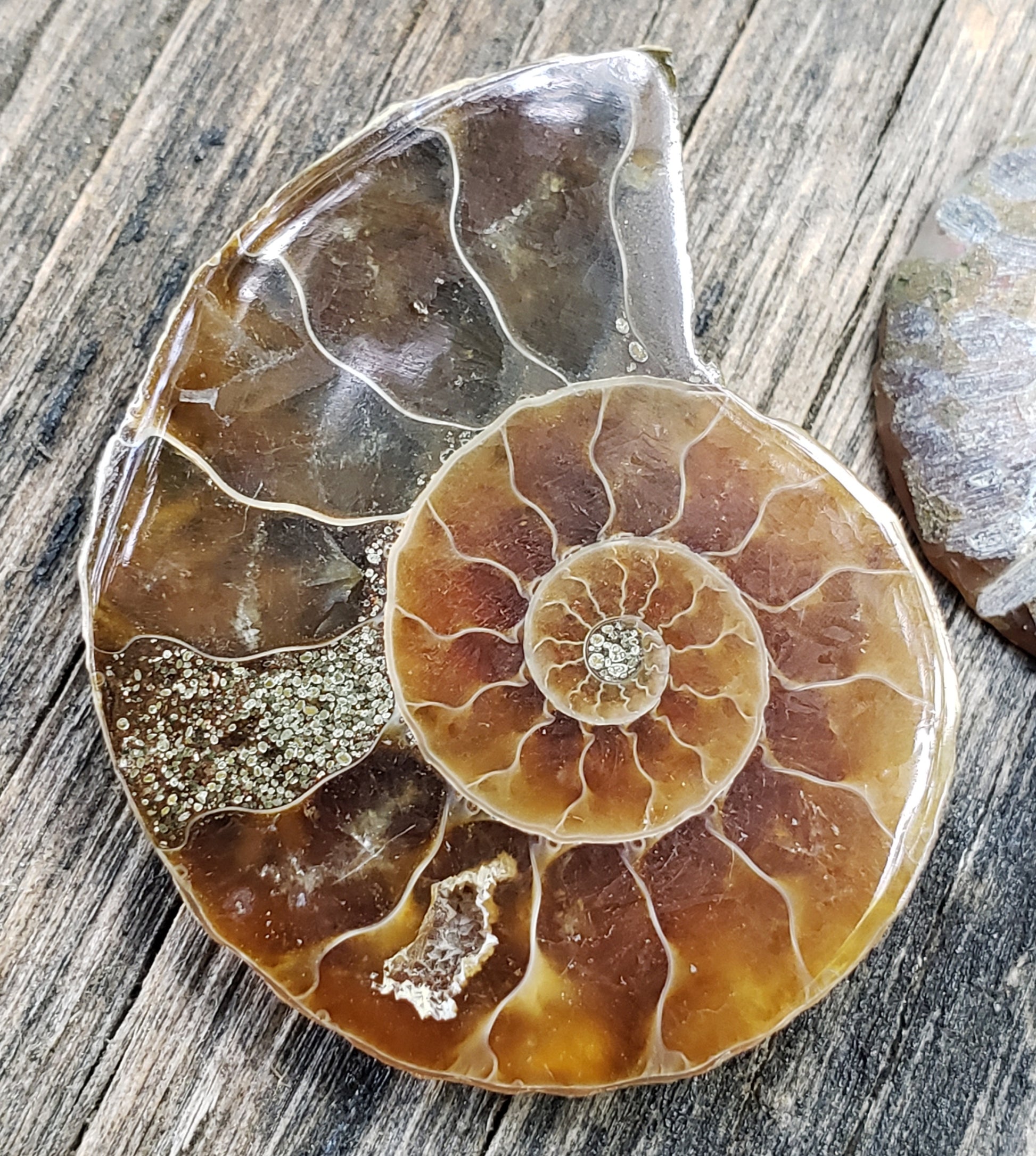 Close-up of polished ammonite fossil showing natural pyrite mineralization, FO118