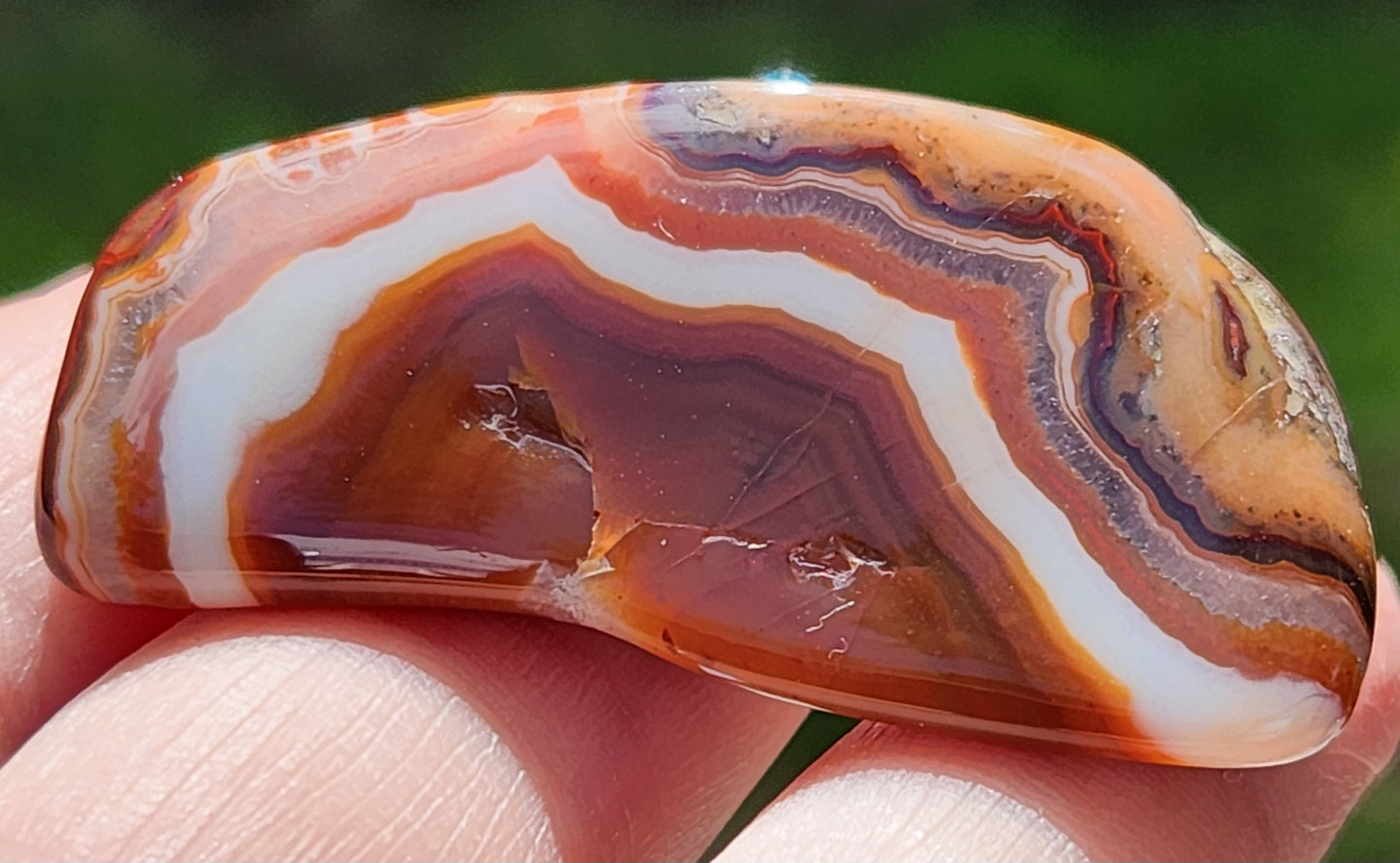 Close view of layered mahogany fortification rings TA268