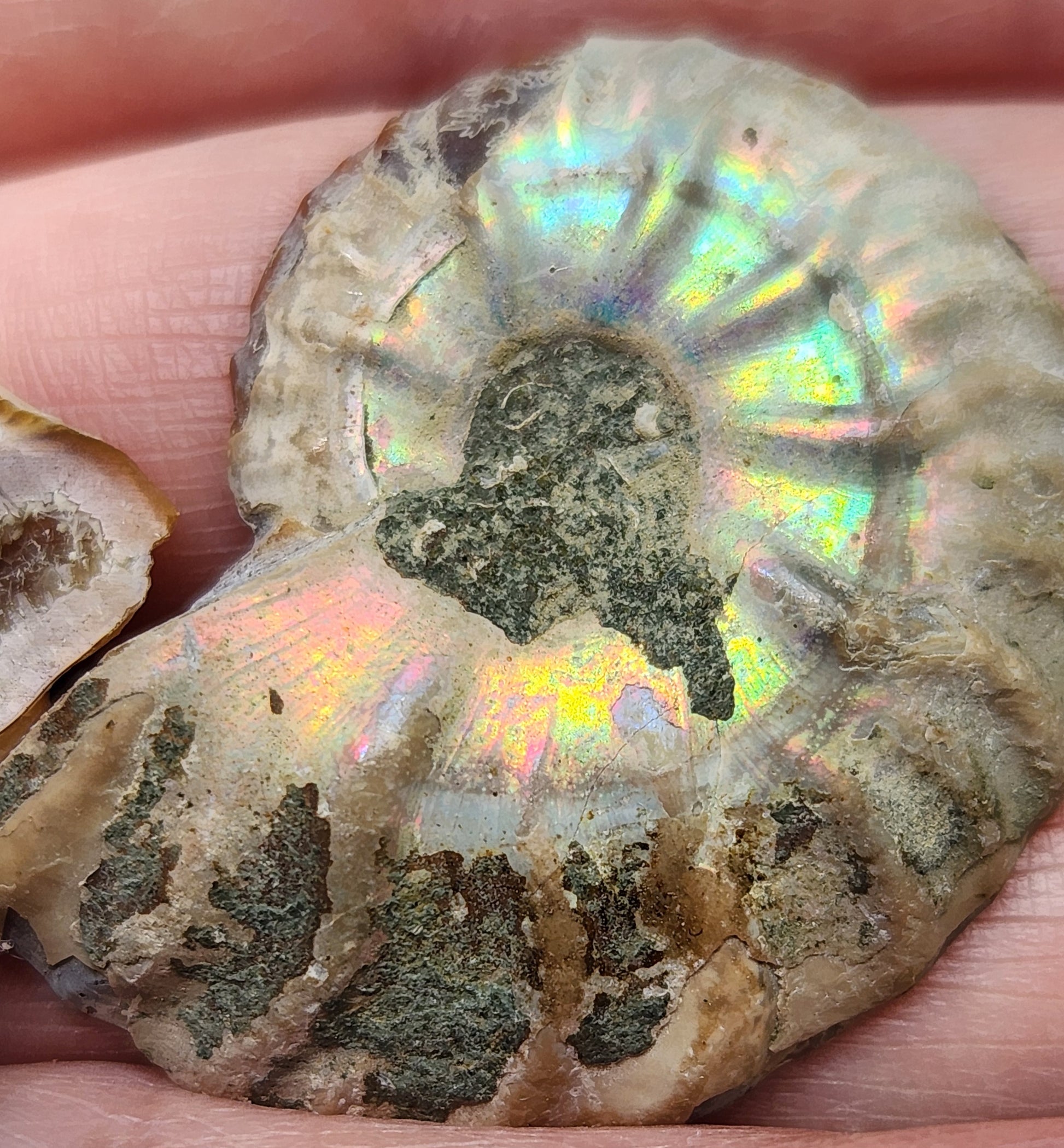 Iridescent Moroccan ammonite fossil featuring a well-defined spiral shell formation, FO116
