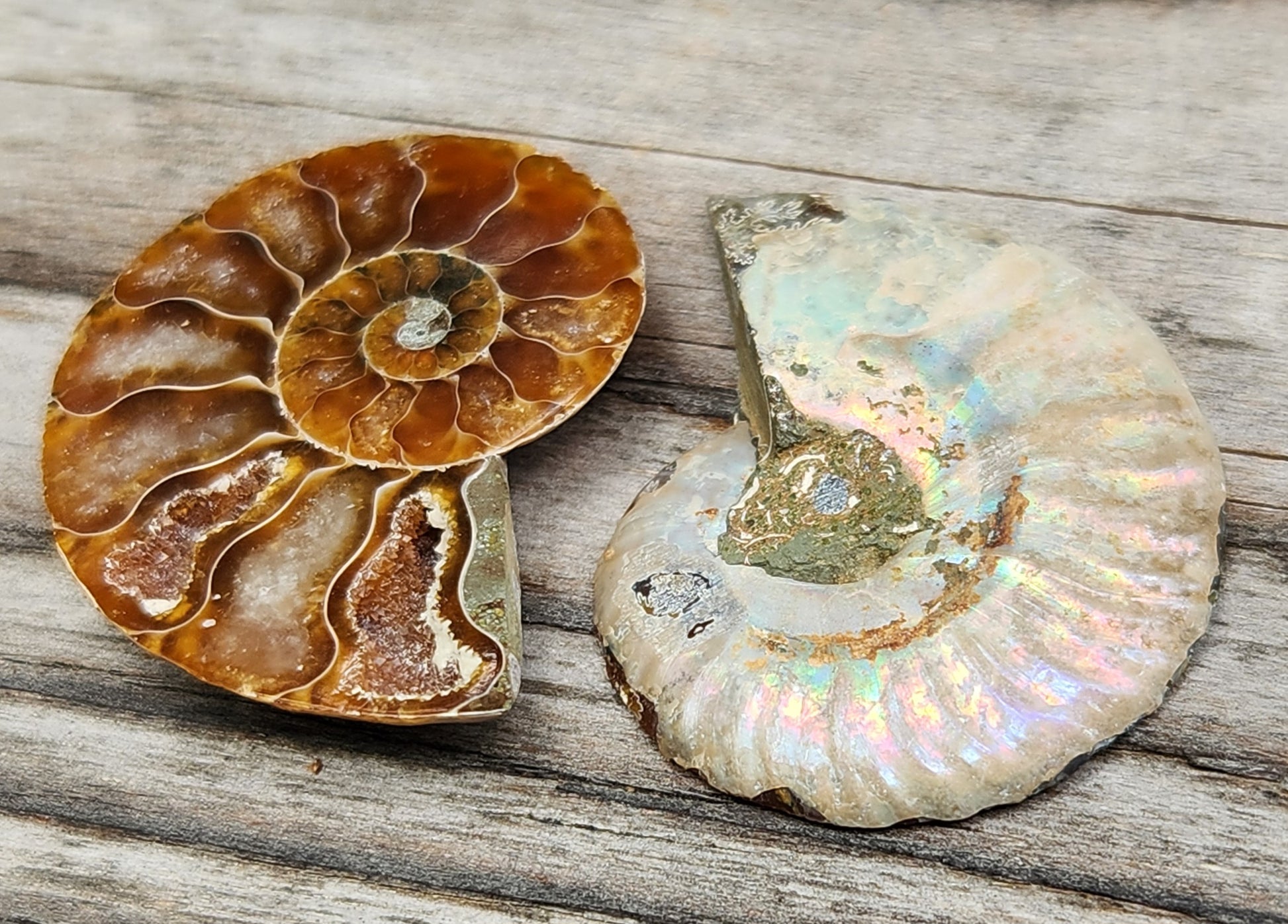 Polished fossil ammonite from Morocco showing colorful reflective shell patterns, FO117