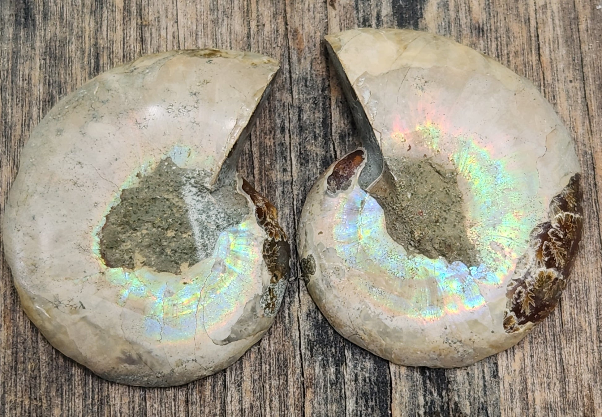 Polished fossil ammonite from Morocco showing colorful reflective shell patterns, FO121
