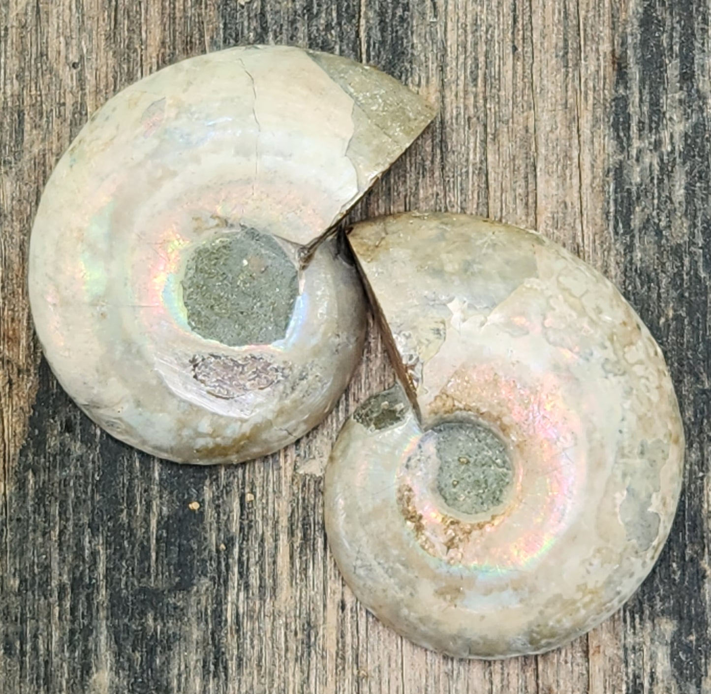 Polished Moroccan ammonite fossil showing natural shell texture and matrix, FO126