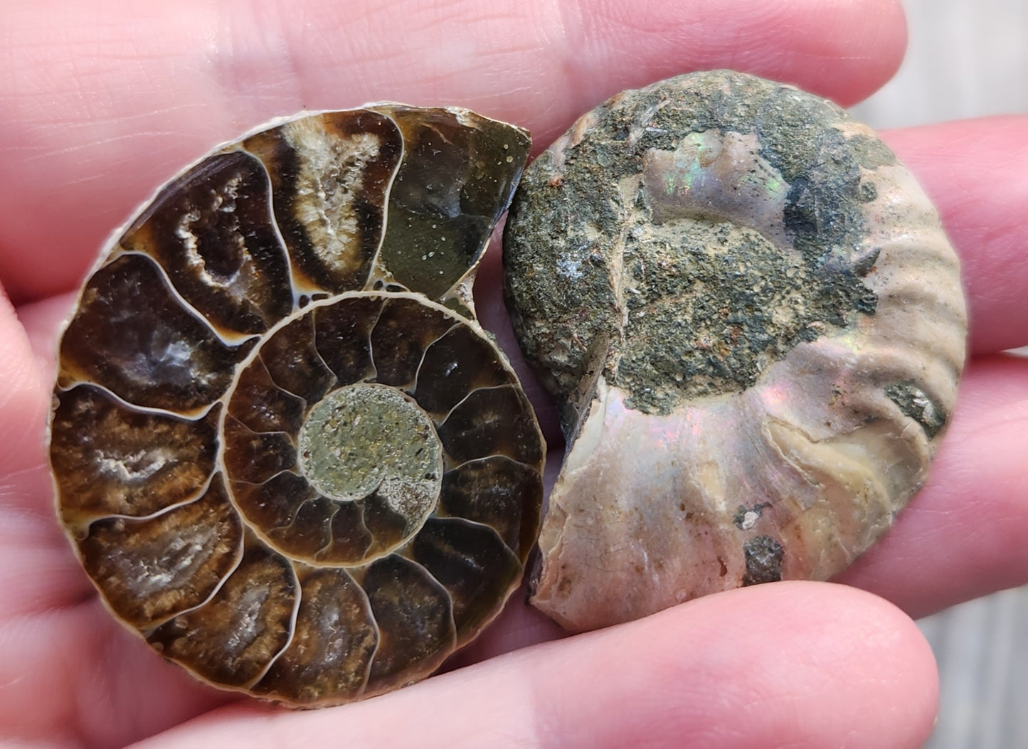Polished Moroccan ammonite fossil pair with pyrite in the center spiral, FO124