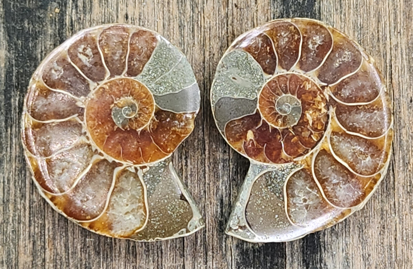 Close-up of polished ammonite fossil chambers showing natural pyrite mineralization, FO121