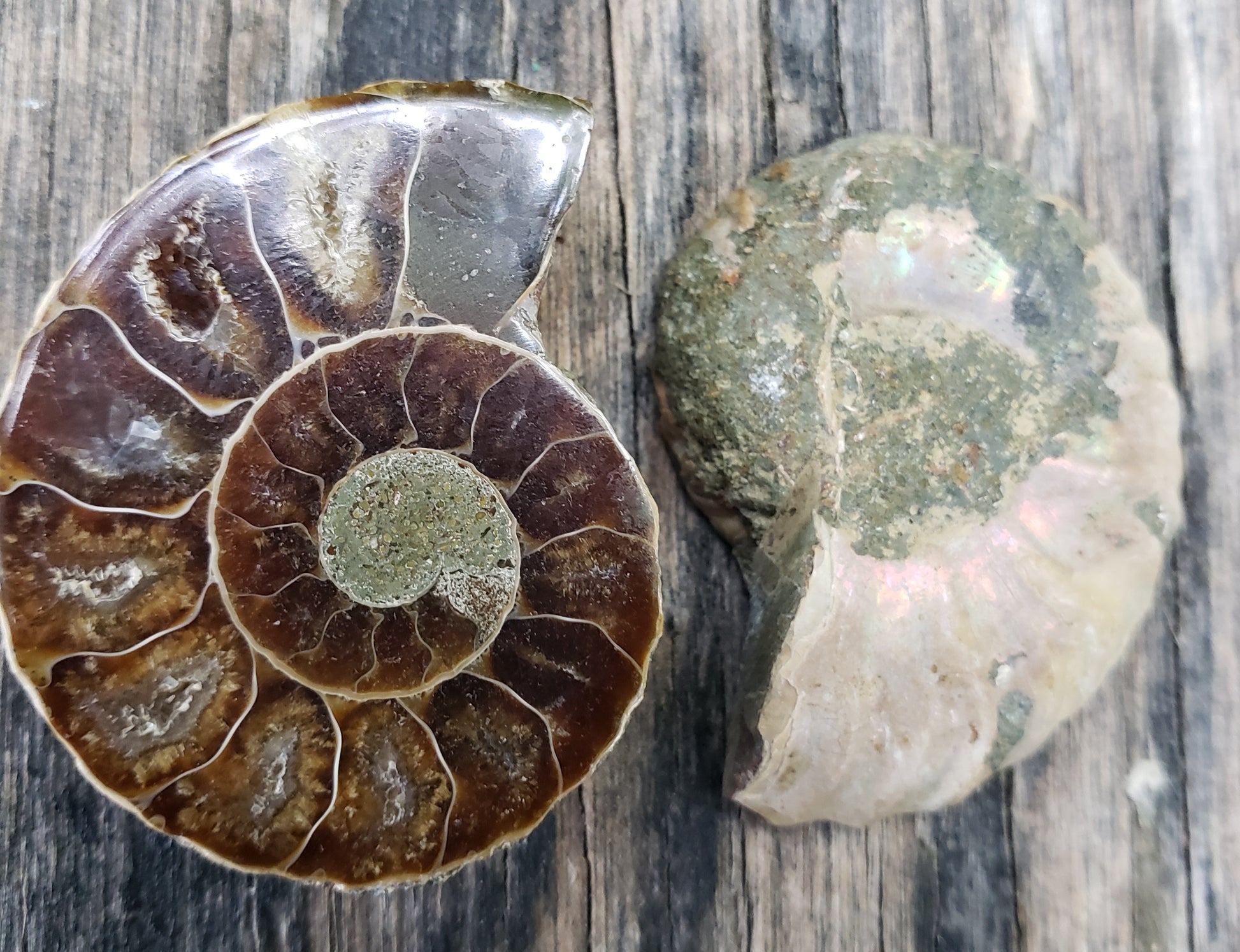 Polished Moroccan ammonite fossil pair with pyrite in the center spiral, FO124