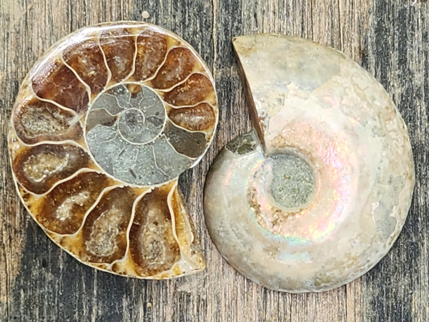 Close-up of polished ammonite fossil chambers showing natural pyrite mineralization, FO126