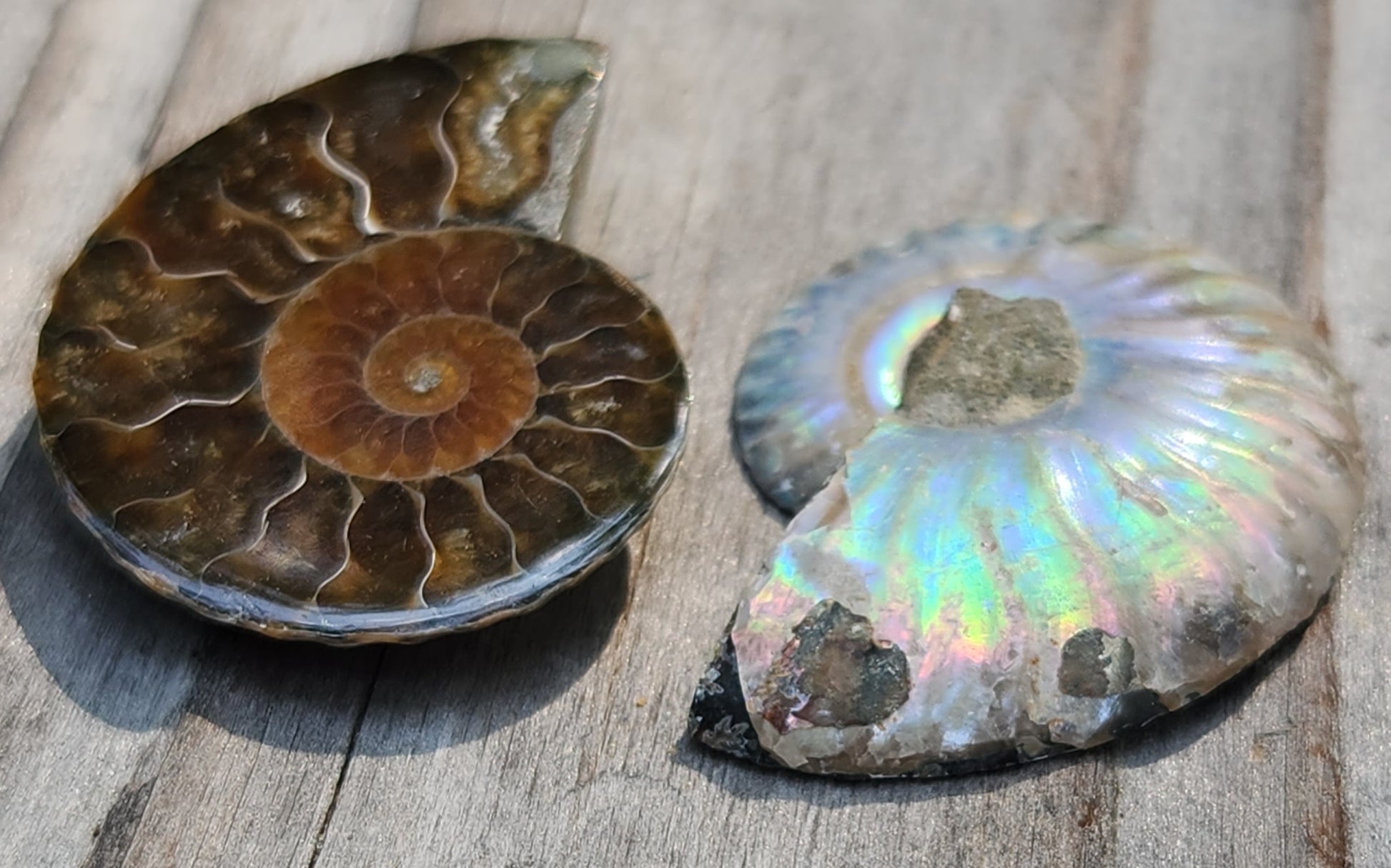 Polished Moroccan fossilized ammonite with iridescent flash and pyrite, FO122