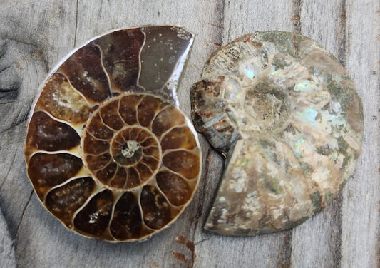 Fossilized ammonite from Morocco, FO125