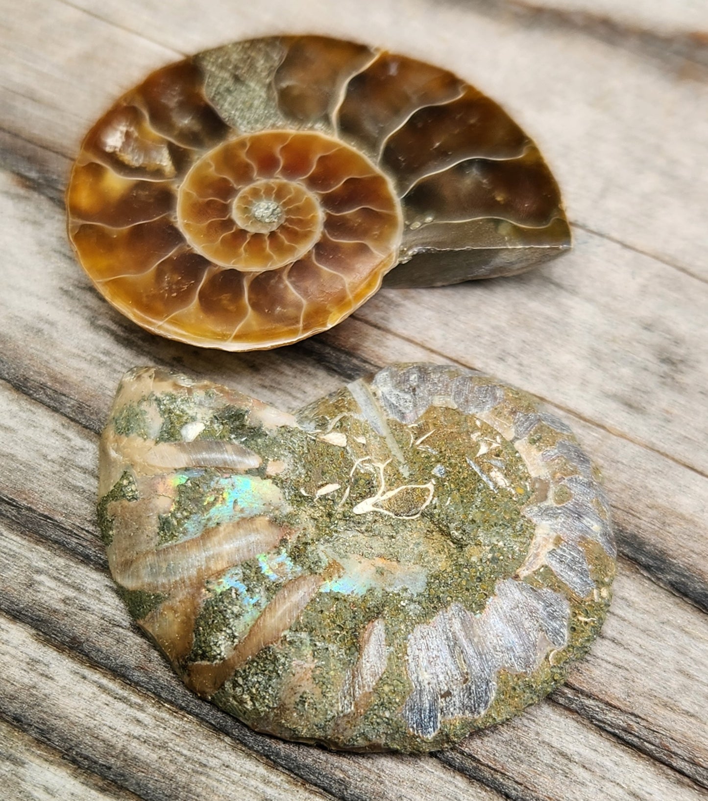 Fossilized ammonite from Morocco with smooth polish, pyrite, and subtle rainbow flash in the shell, FO118