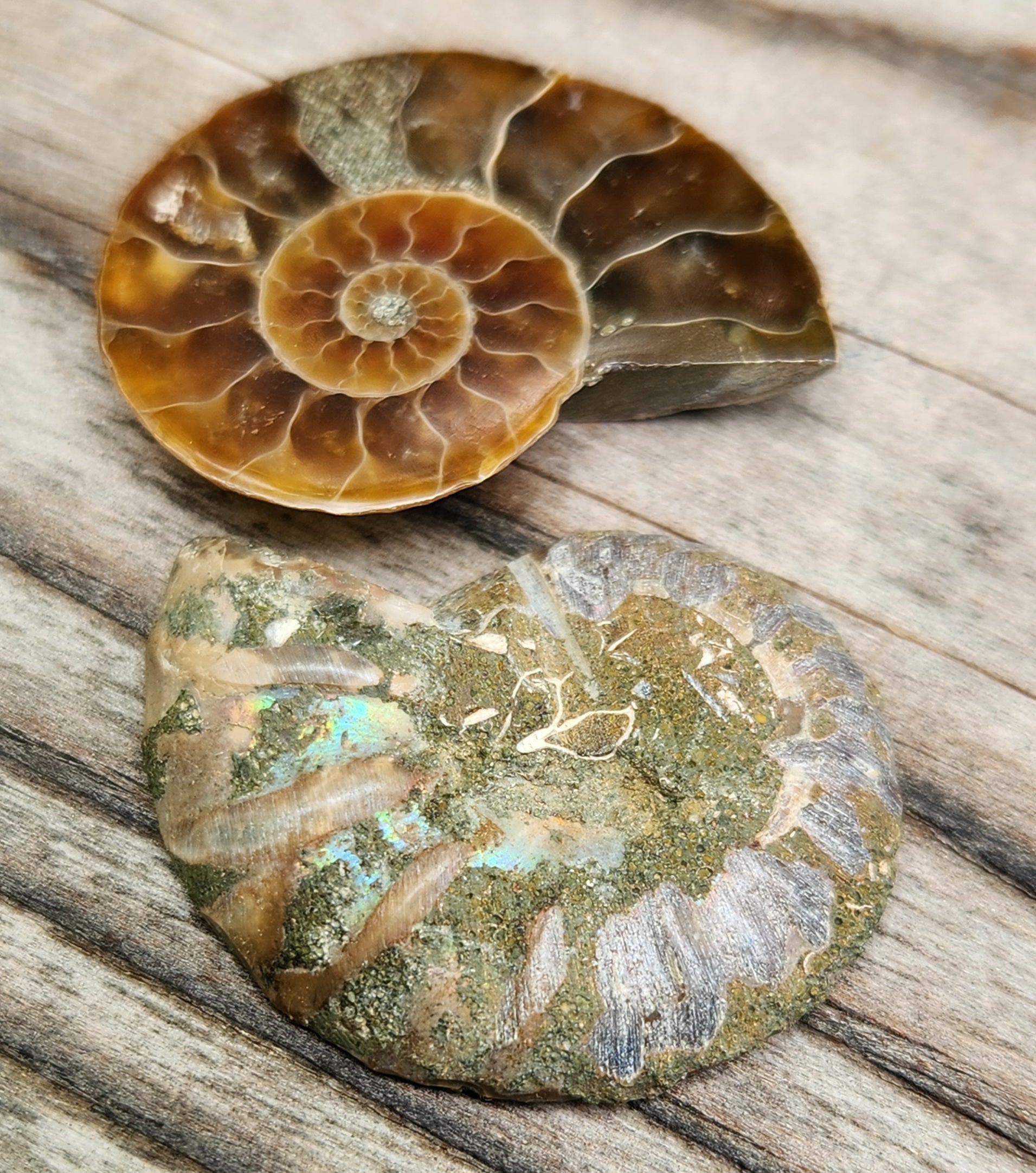 Fossilized ammonite from Morocco with smooth polish, pyrite, and subtle rainbow flash in the shell, FO118