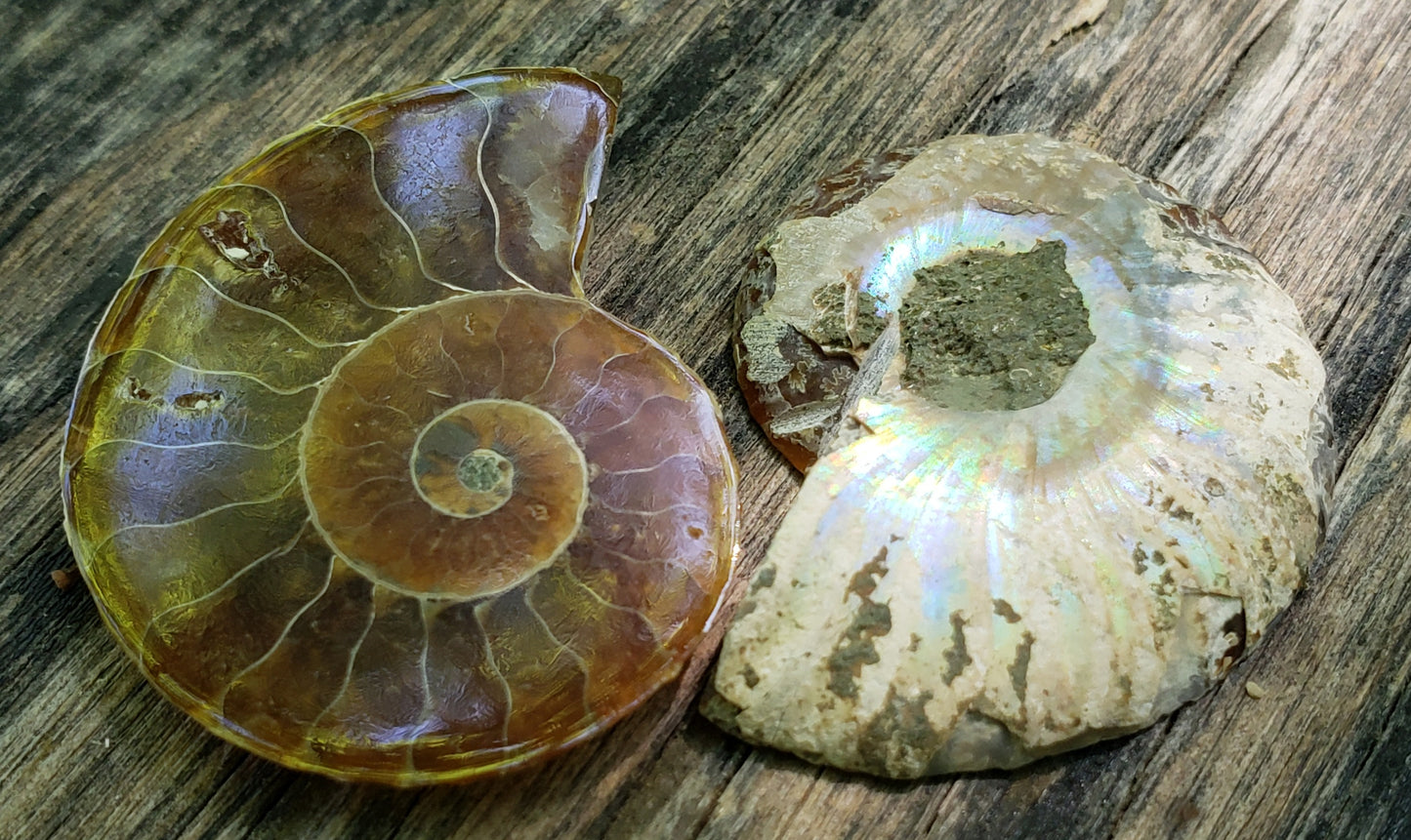Fossilized ammonite from Morocco with smooth polish and subtle rainbow flash in the shell, FO115