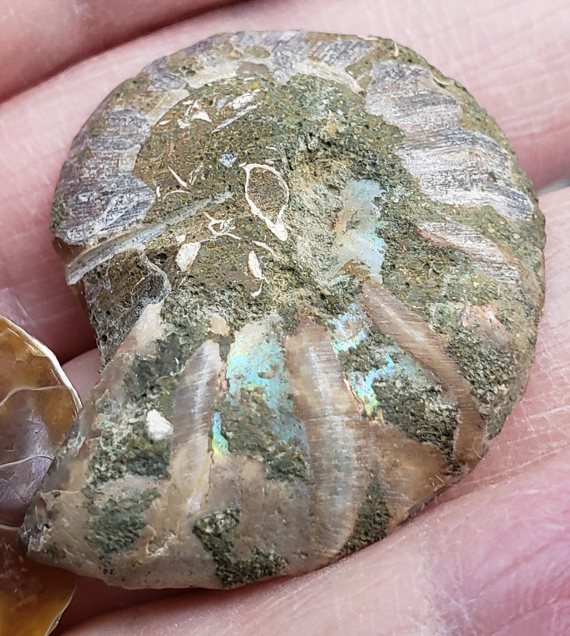 Polished fossil ammonite from Morocco showing colorful reflective shell patterns, FO118